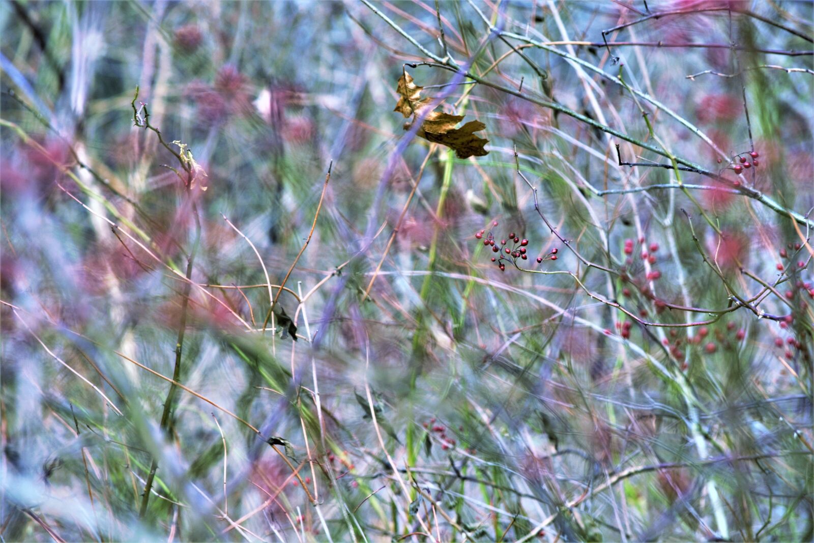 Nikon D7100 sample photo. Artistic, pastel, colorful photography