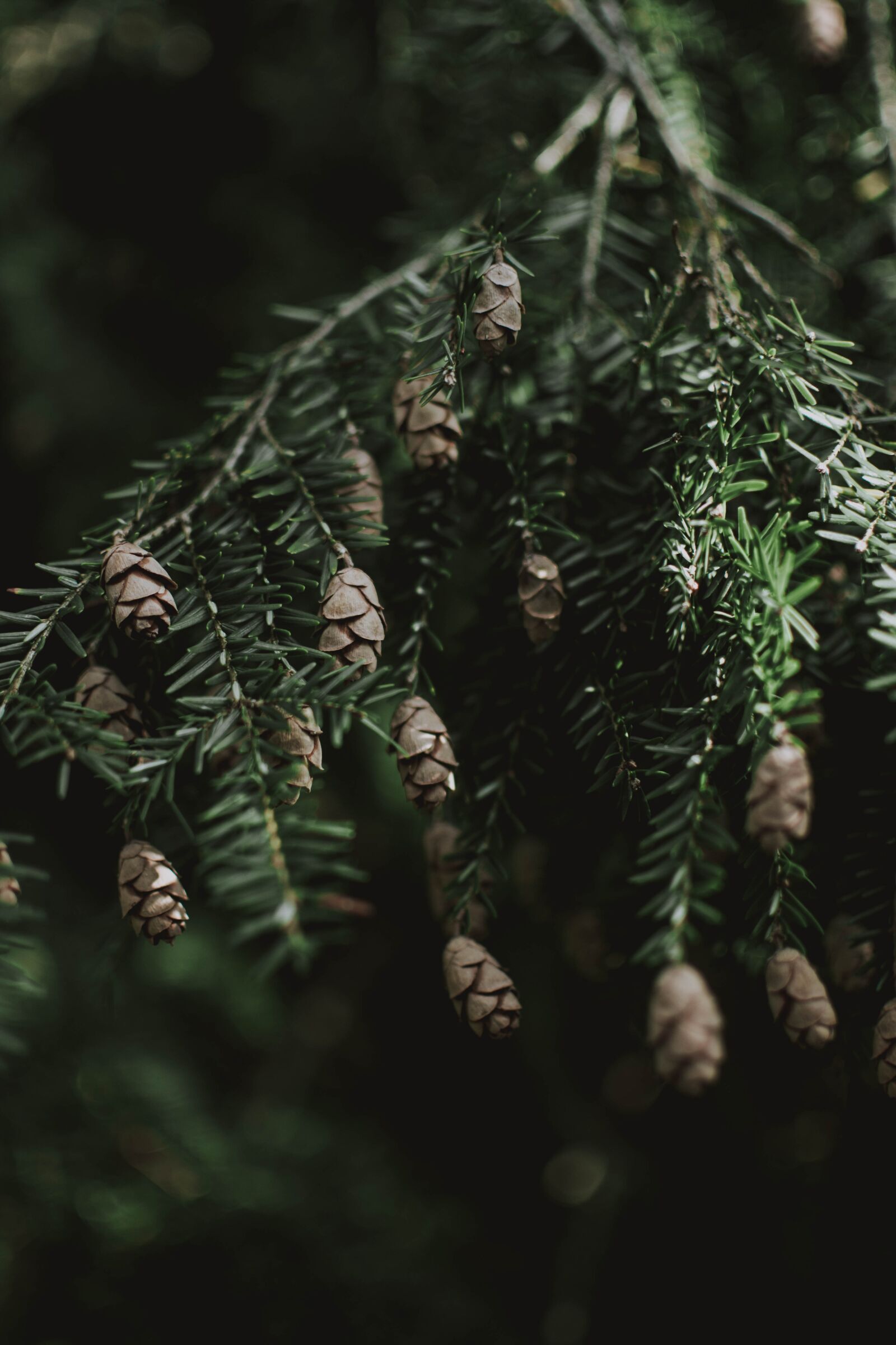 Nikon D5200 sample photo. Tree, nature, green photography