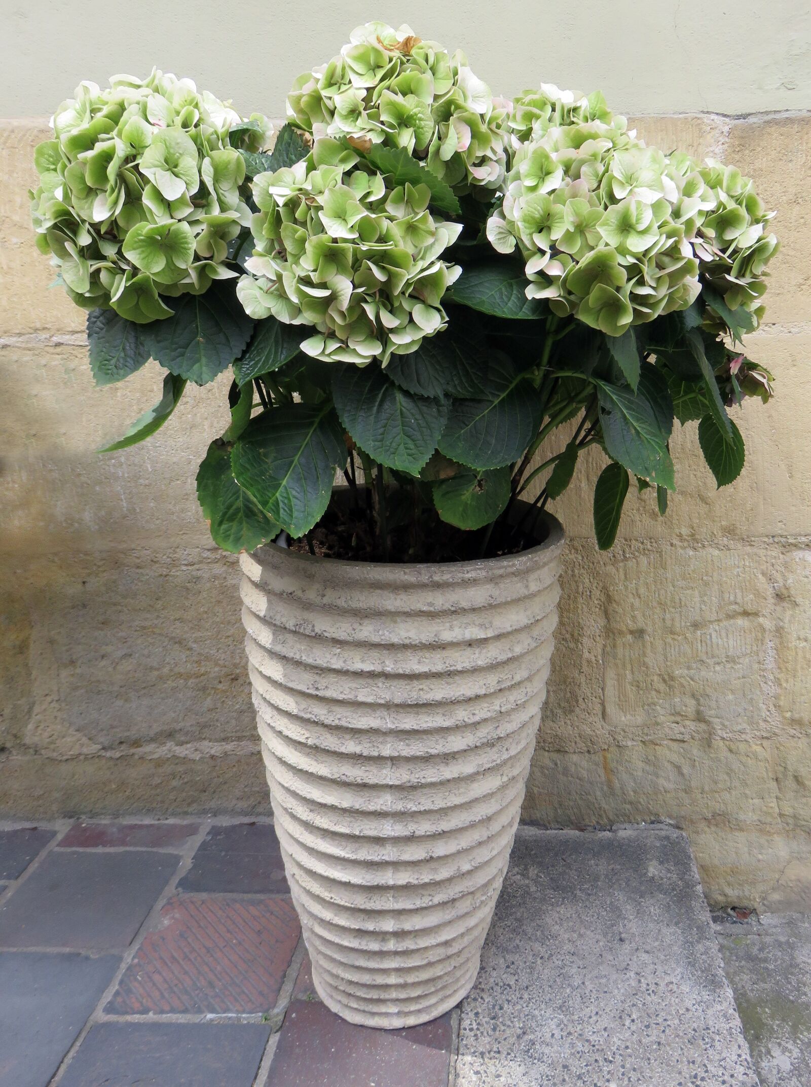 Canon PowerShot SX710 HS sample photo. Hydrangea, flowerpot, flowers photography