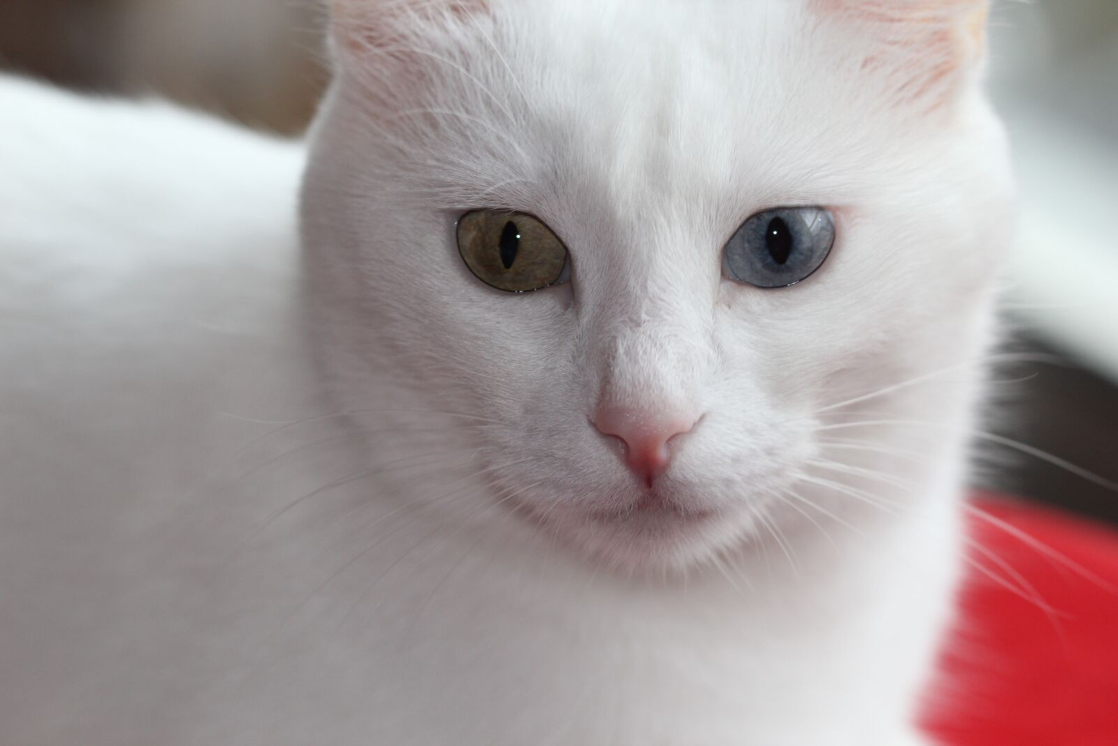 Canon EOS 550D (EOS Rebel T2i / EOS Kiss X4) sample photo. Cat, animal, animal portrait photography
