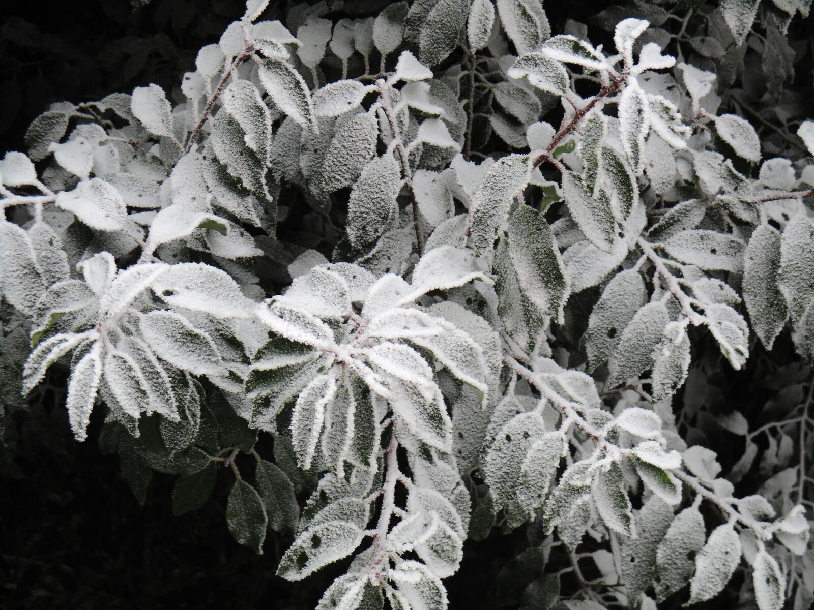 Canon PowerShot ELPH 180 (IXUS 175 / IXY 180) sample photo. Leaves, frosted, frost photography