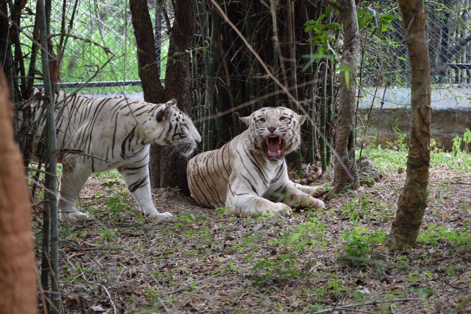 Nikon D3300 sample photo. Tiger, white tiger, animal photography