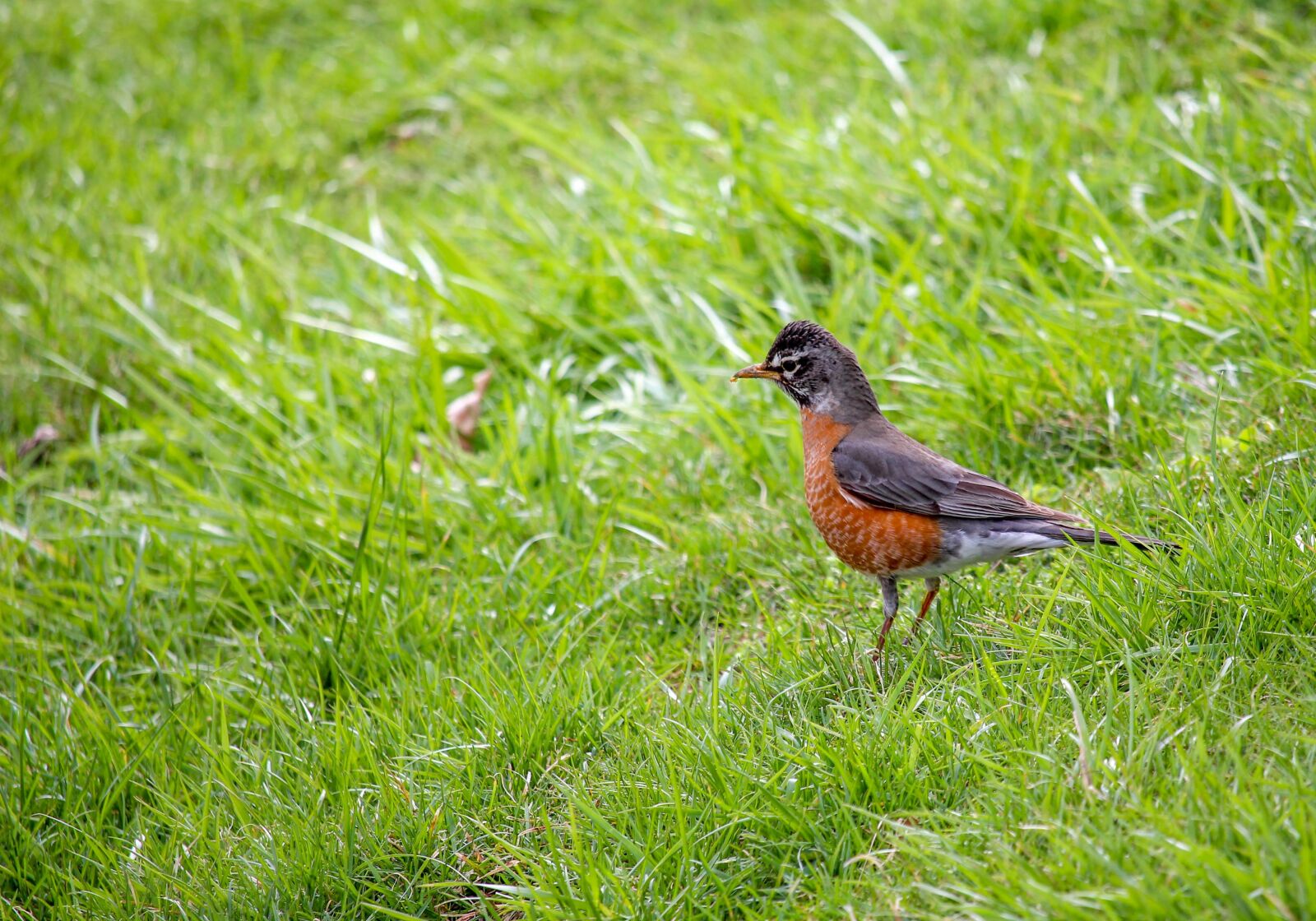 Canon EOS 700D (EOS Rebel T5i / EOS Kiss X7i) sample photo. Nature, grass, bird photography