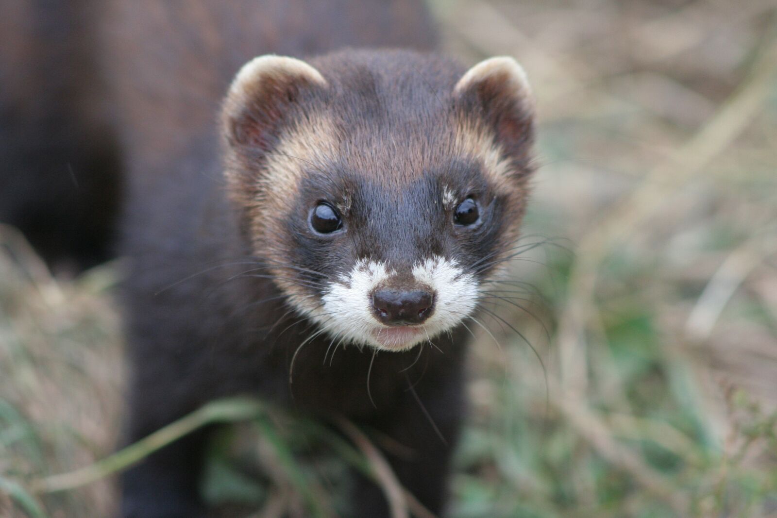 Canon EOS 350D (EOS Digital Rebel XT / EOS Kiss Digital N) sample photo. Polecat, mammal, animal photography
