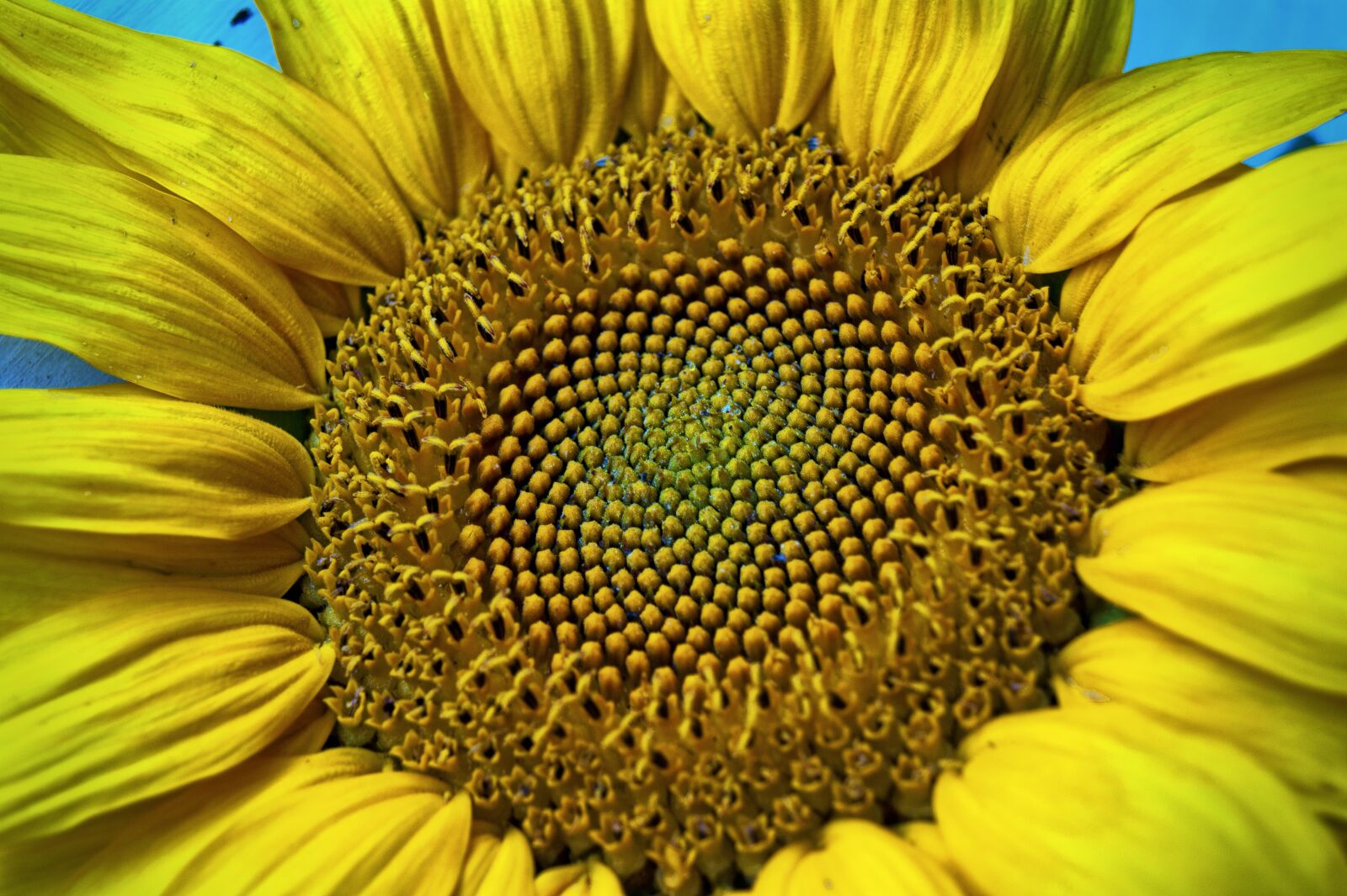 Sony Alpha DSLR-A390 sample photo. Yellow, flower, sunflower photography