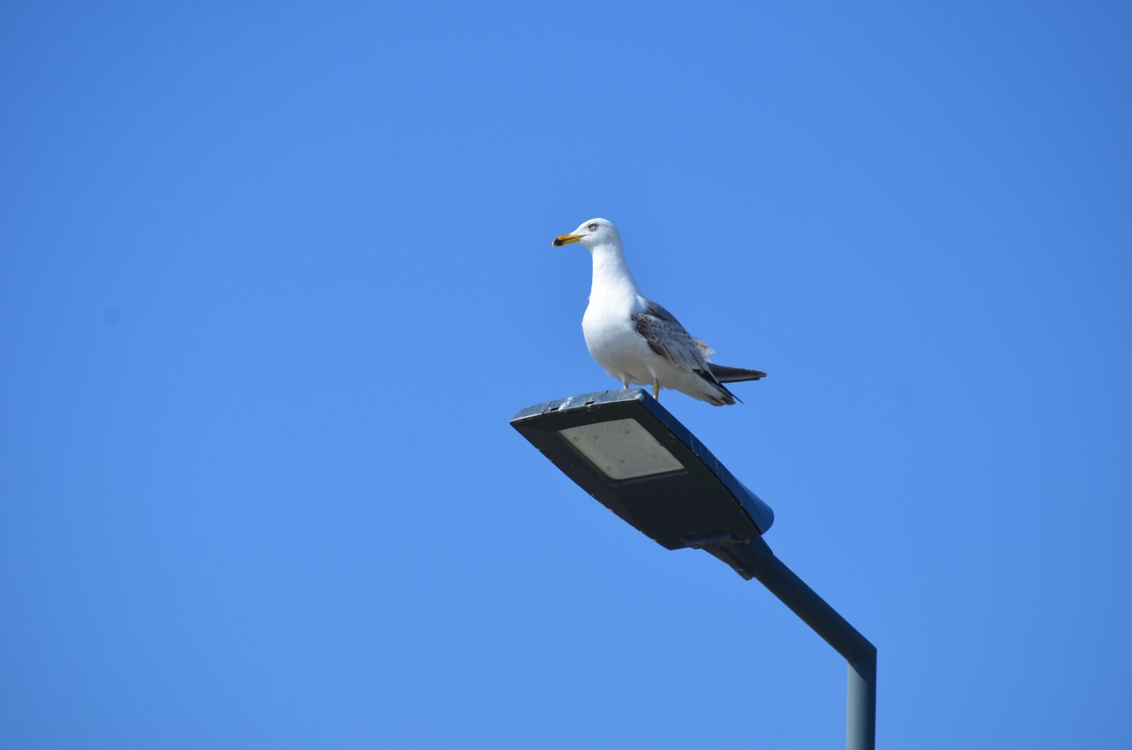 Nikon D5100 sample photo. Seagull, sky, blue photography