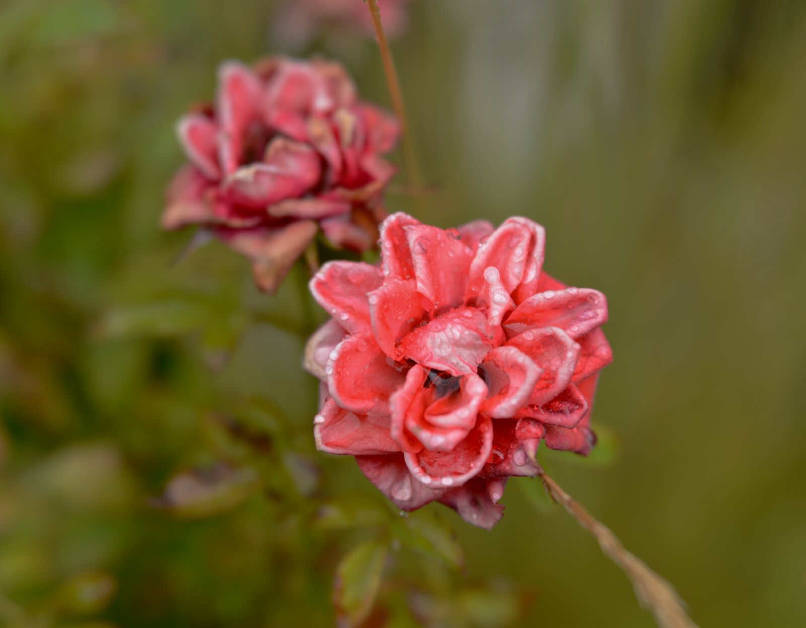 Nikon D600 sample photo. Rose, flower, petals photography