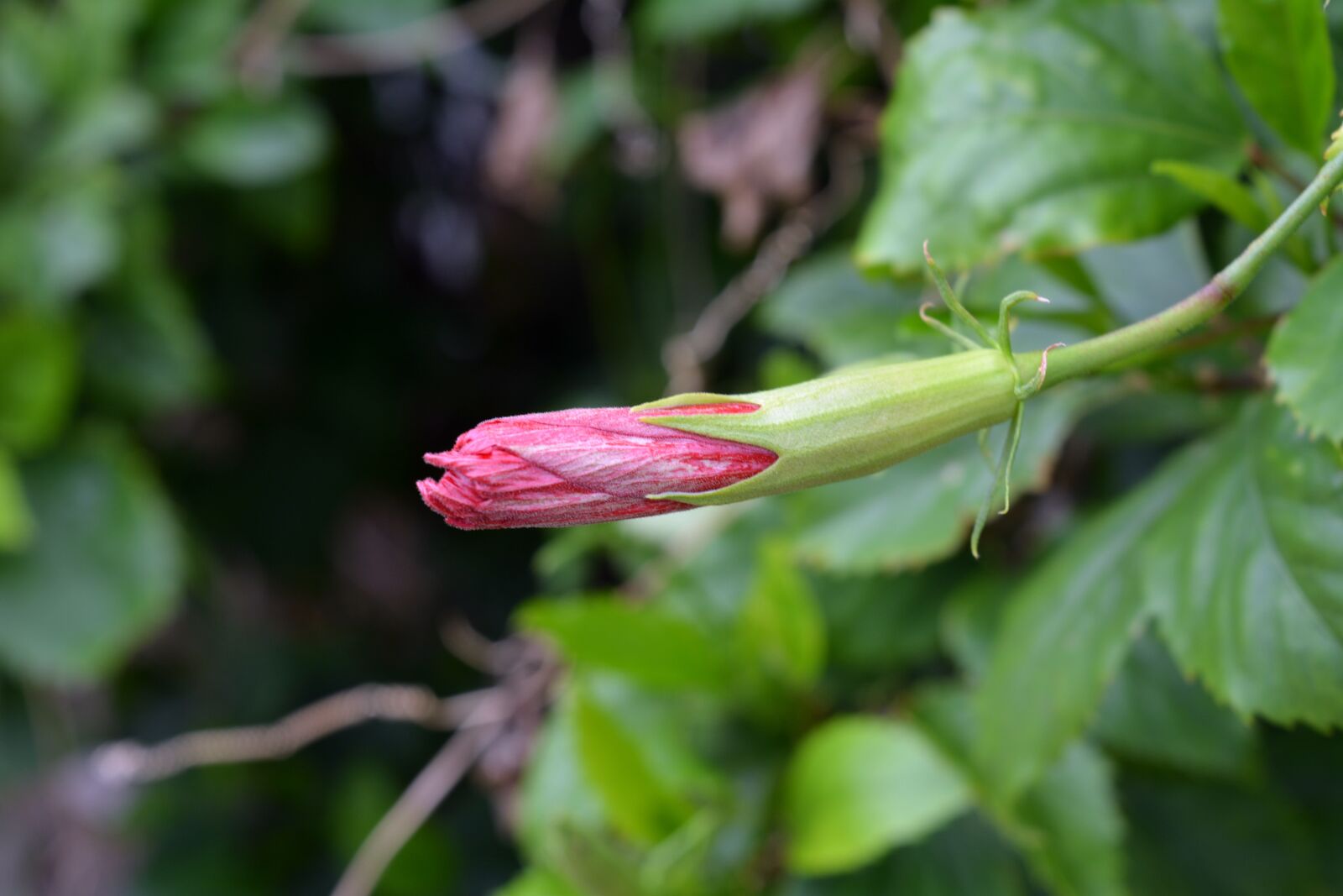 Nikon D5200 sample photo. Hibiscus, flower, red photography