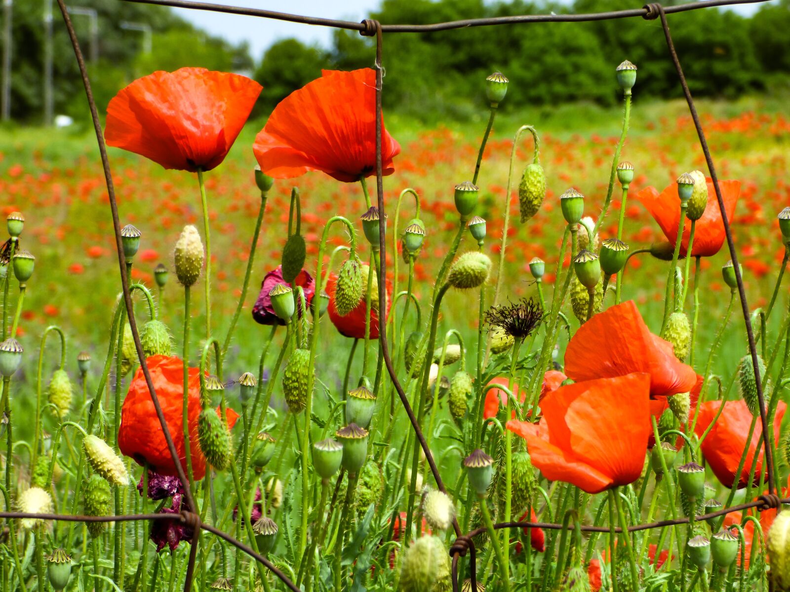 Panasonic DMC-FZ72 sample photo. Poppy, flower, wildflower photography