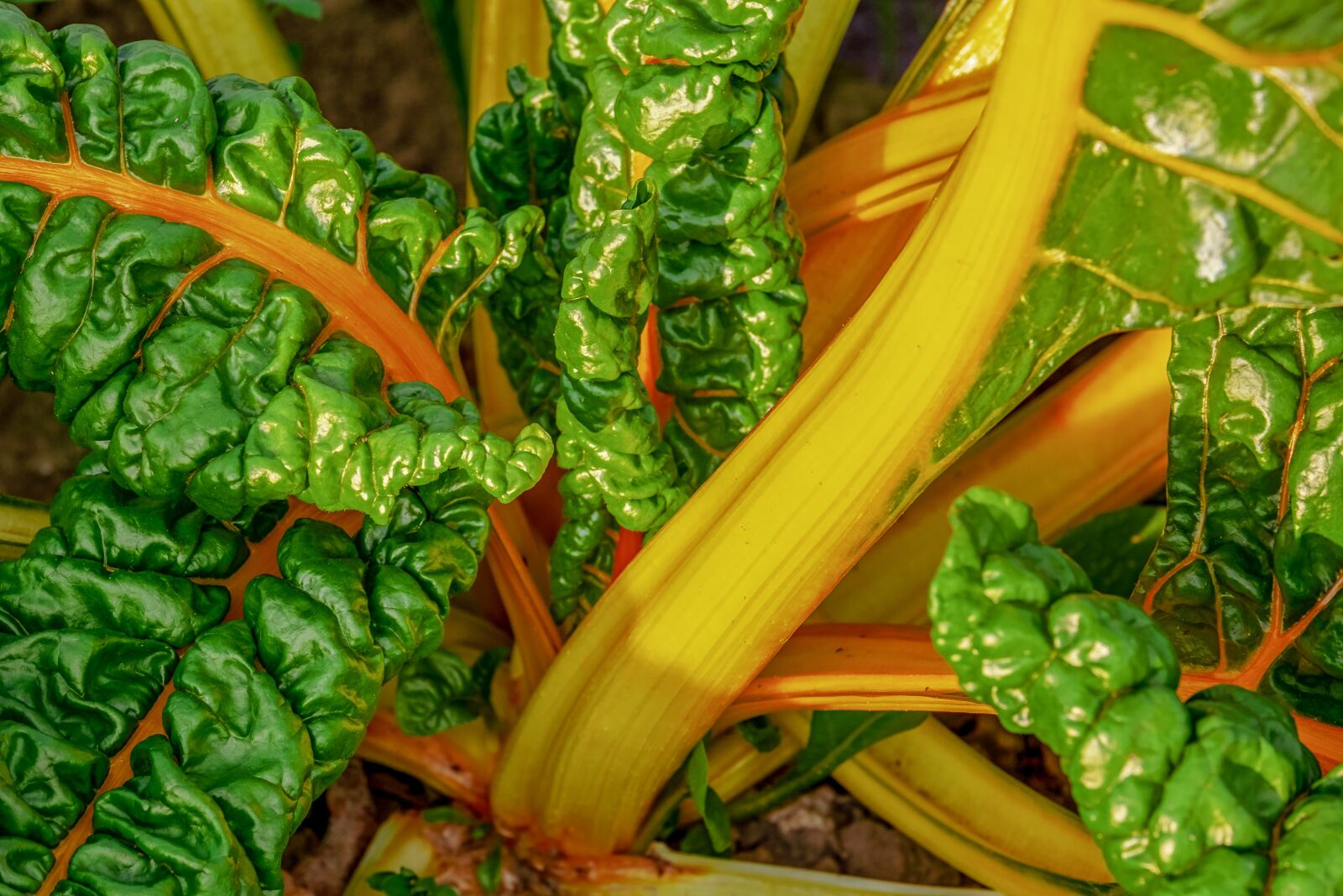 Fujifilm XF 55-200mm F3.5-4.8 R LM OIS sample photo. Chard, beta vulgaris, vegetable photography