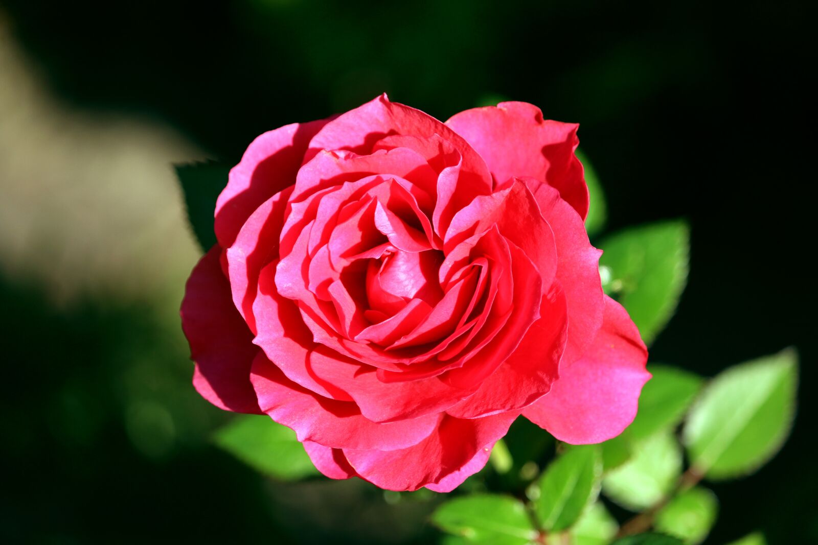 Canon EOS 1200D (EOS Rebel T5 / EOS Kiss X70 / EOS Hi) sample photo. Rose, red, blossom photography
