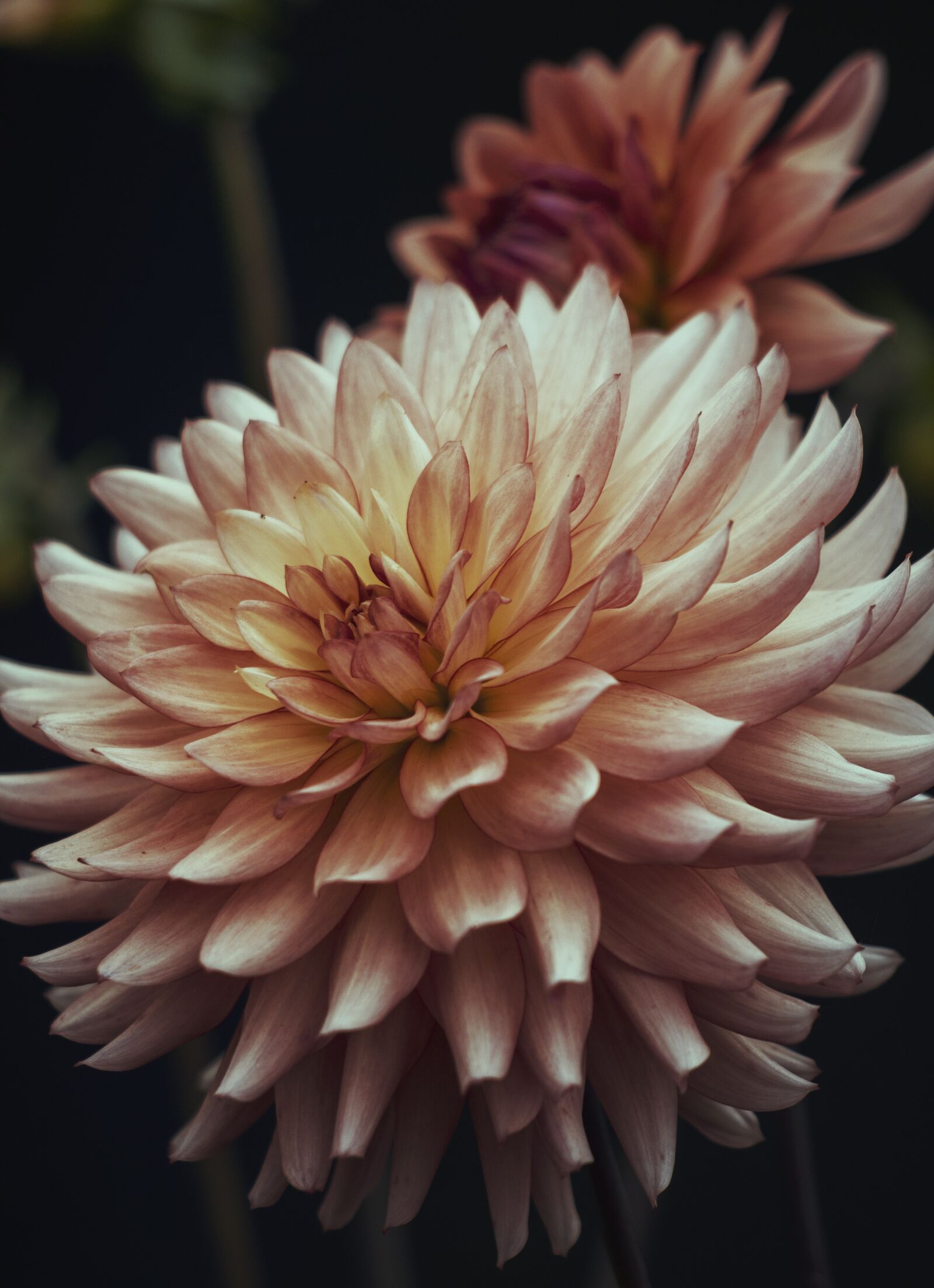 Canon EF 70-300 F4-5.6 IS II USM sample photo. Flower, dahlia, garden petals photography