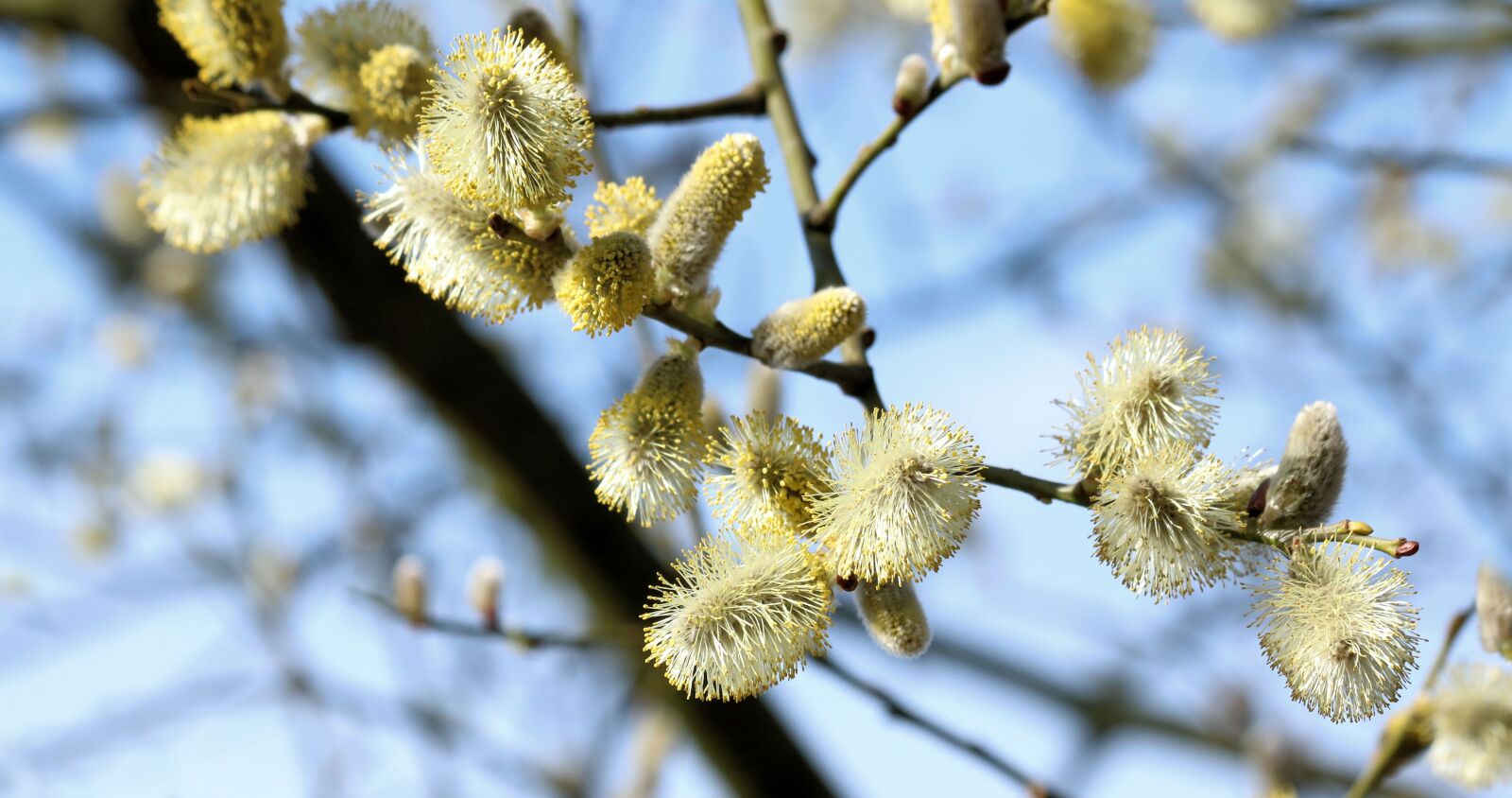 Canon EF 70-300mm F4-5.6 IS USM sample photo. Willow, close up, pollen photography