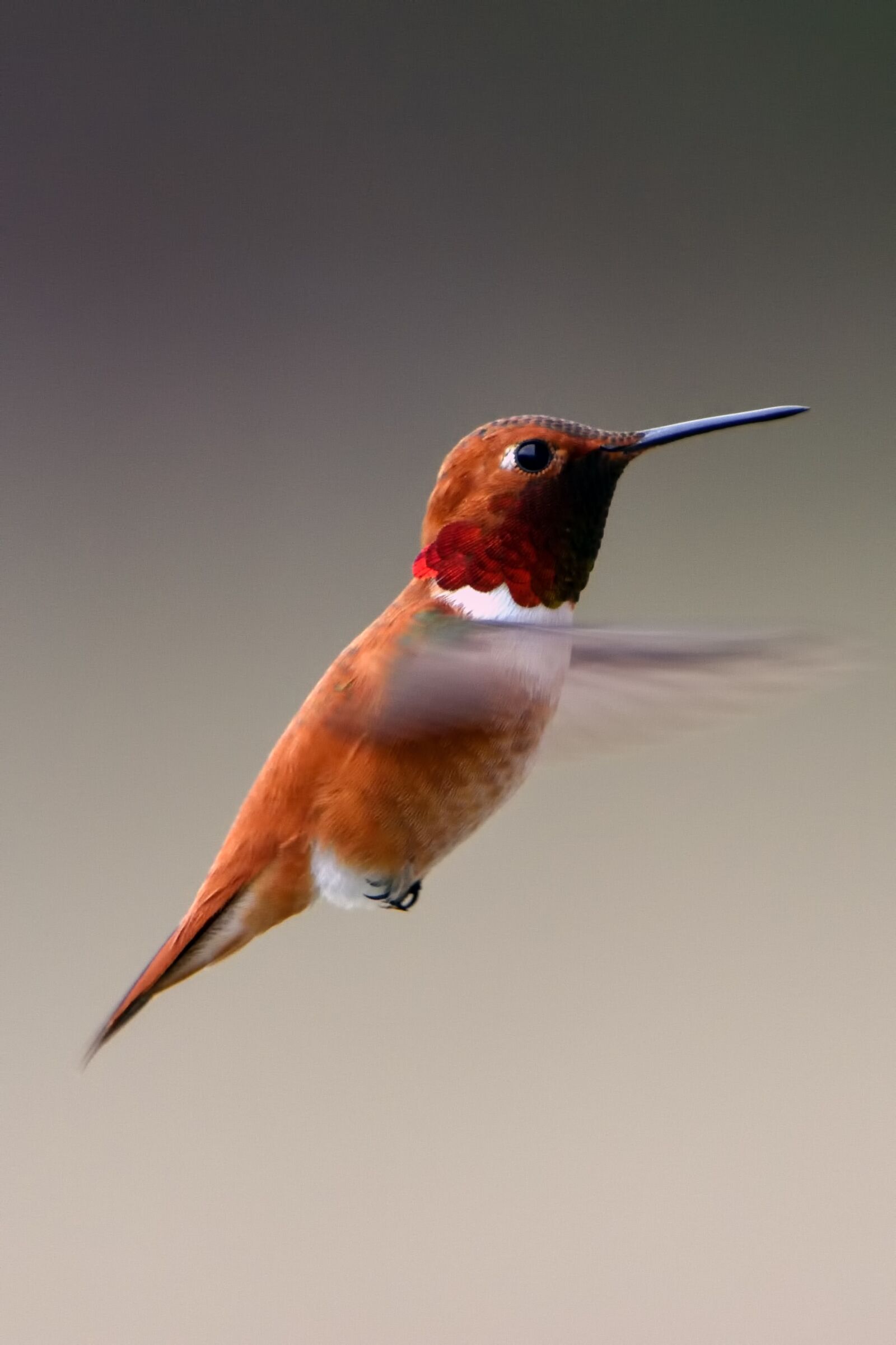 Nikon D3400 sample photo. Bird, hummingbird, wildlife photography