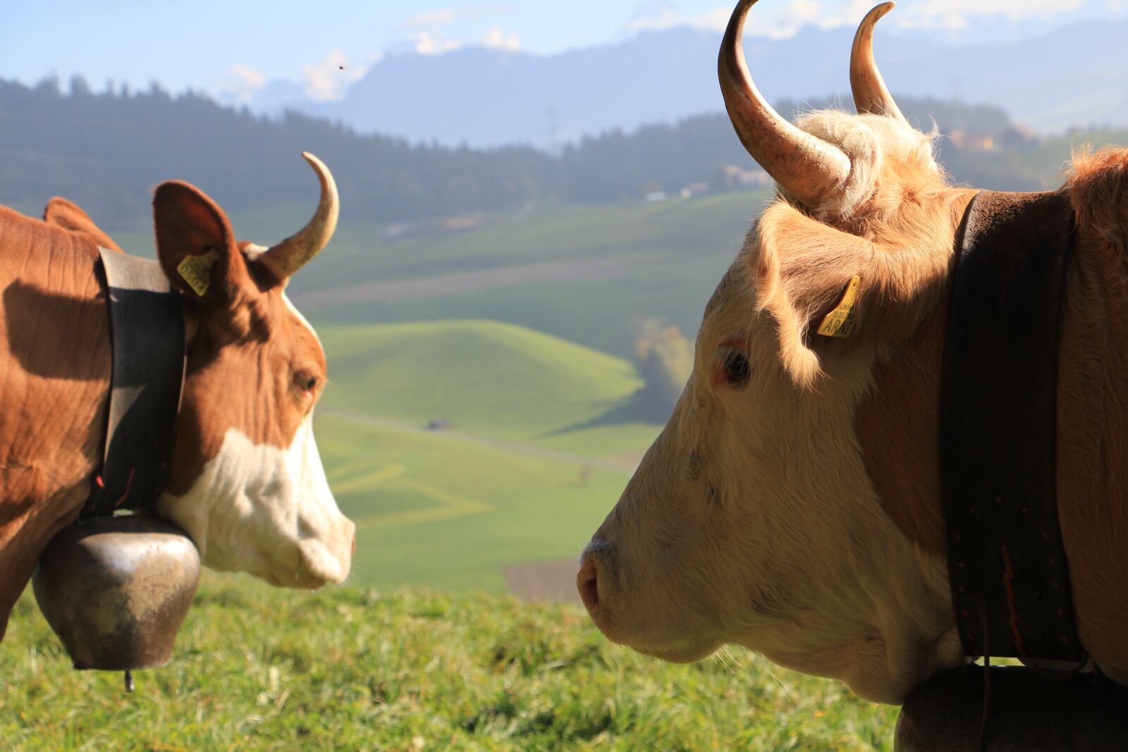 Canon EOS 550D (EOS Rebel T2i / EOS Kiss X4) sample photo. Cows with h nern photography