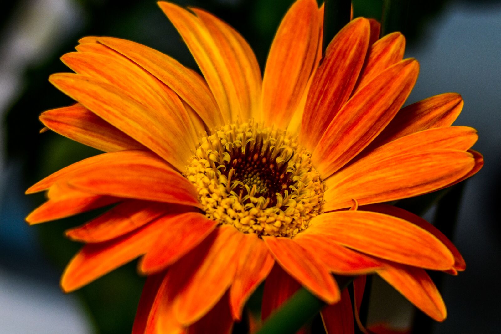 Nikon D3400 sample photo. Flower, nature, plant photography