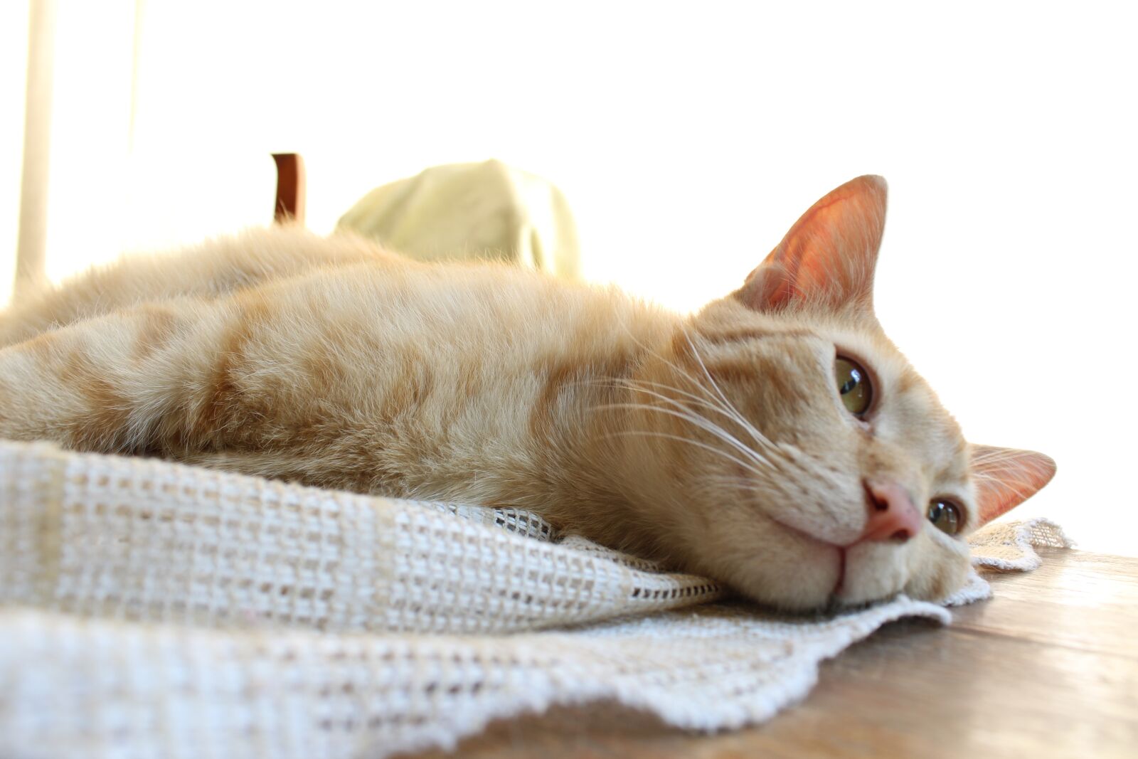 Canon EOS 1300D (EOS Rebel T6 / EOS Kiss X80) sample photo. Cat, feline, pet photography