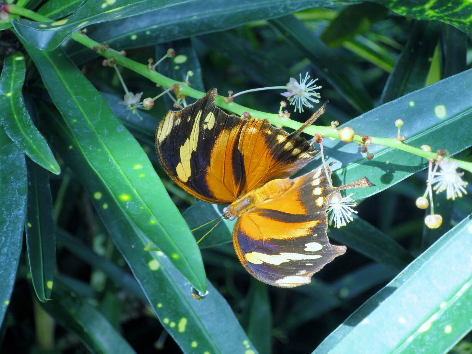 Canon PowerShot S120 sample photo. Butterfly, insect, mainau island photography