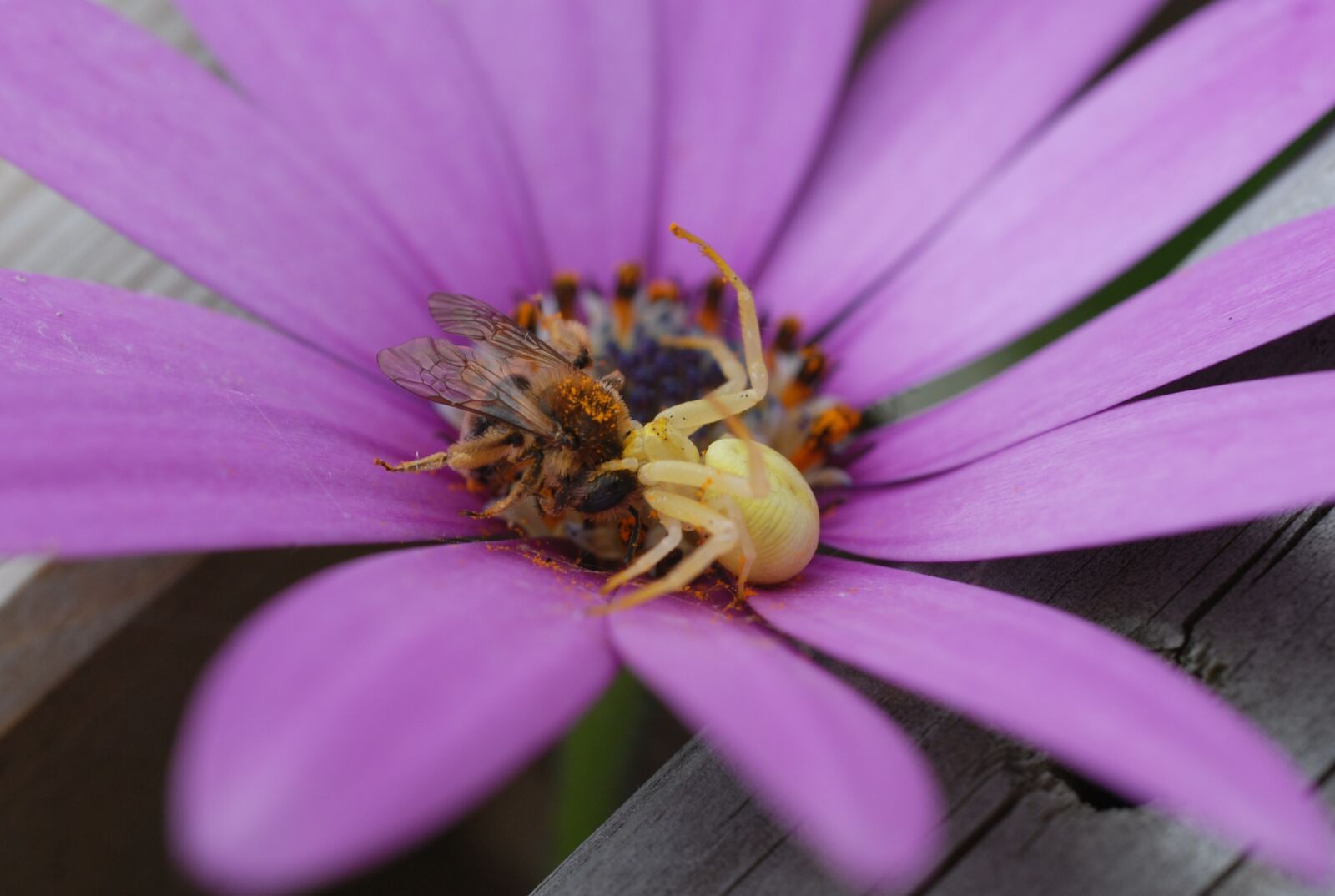 Nikon D200 sample photo. Spider, bee, flower photography