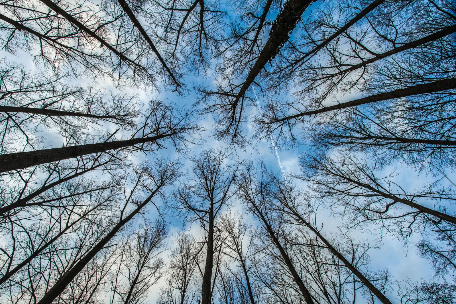 Canon EOS 60D sample photo. Trees, forest, sky photography
