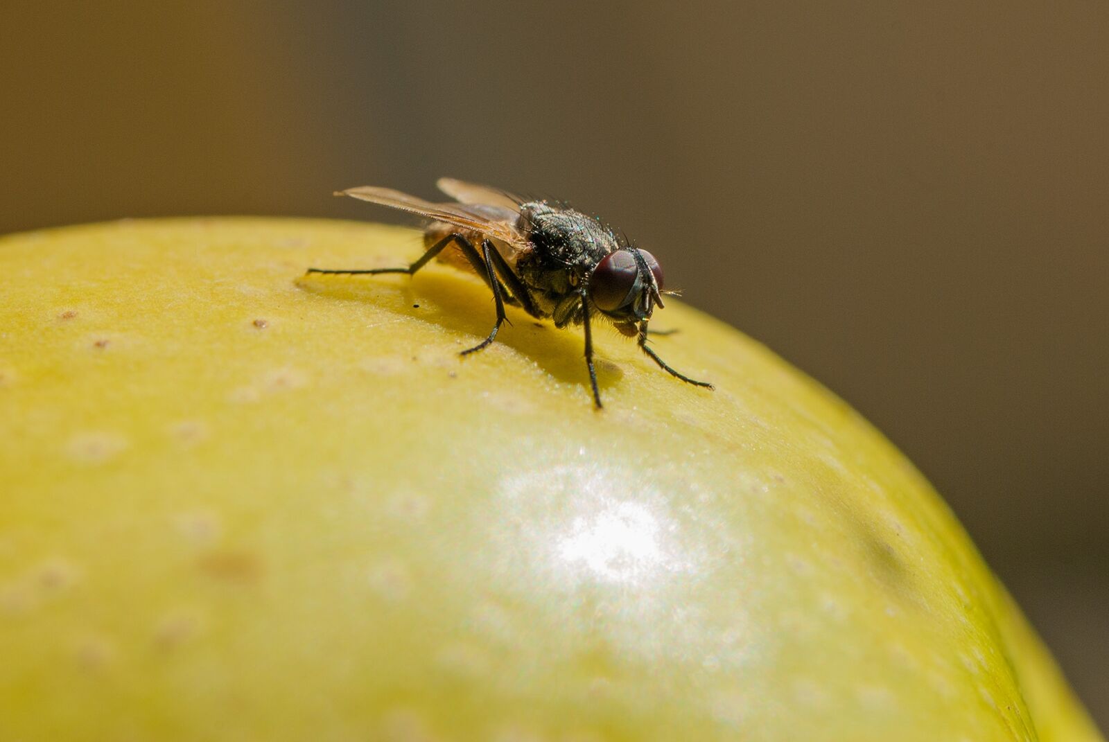 Nikon D200 sample photo. Nature, insect, fly photography