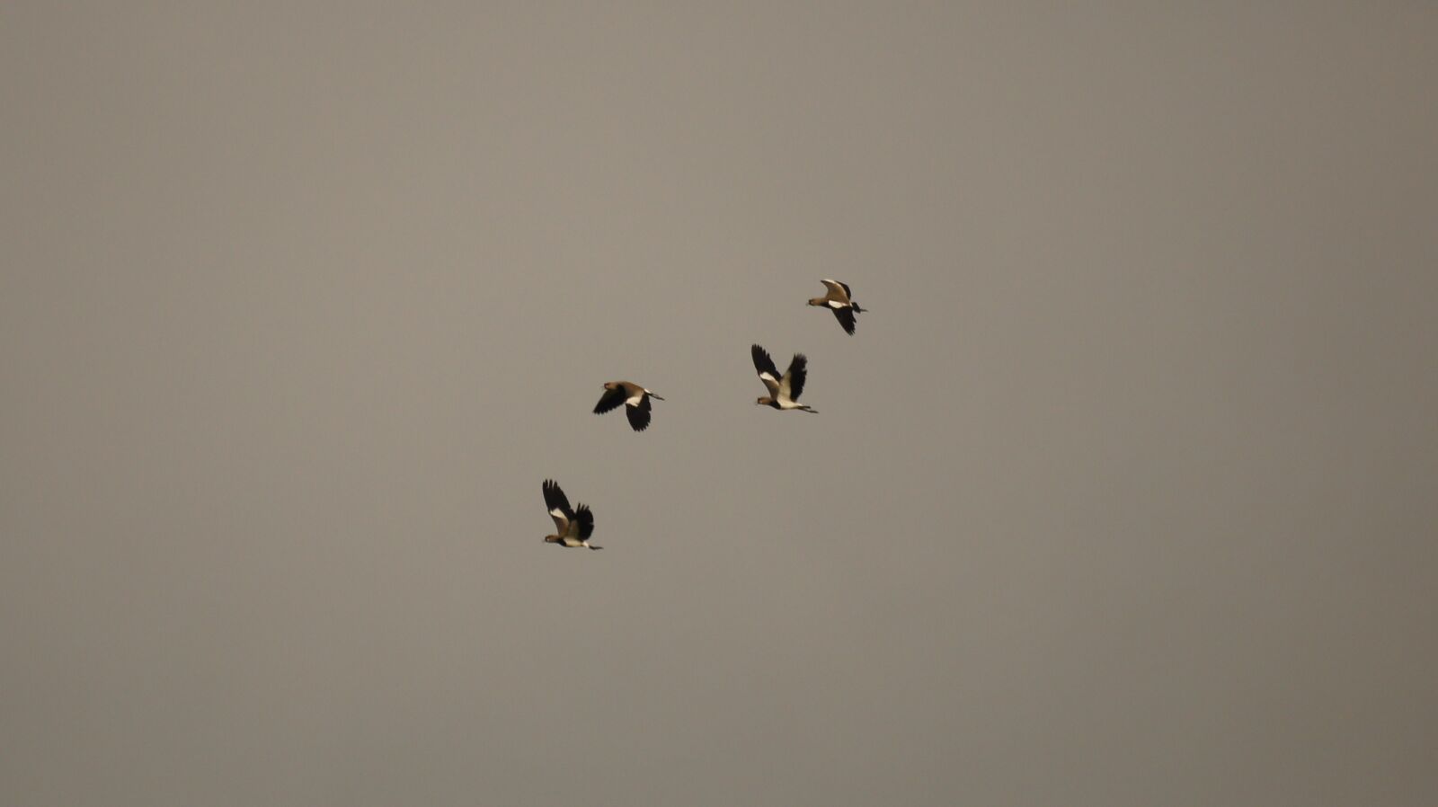 Sony SLT-A55 (SLT-A55V) + Sony 500mm F8 Reflex sample photo. Nature, birds, guatica photography