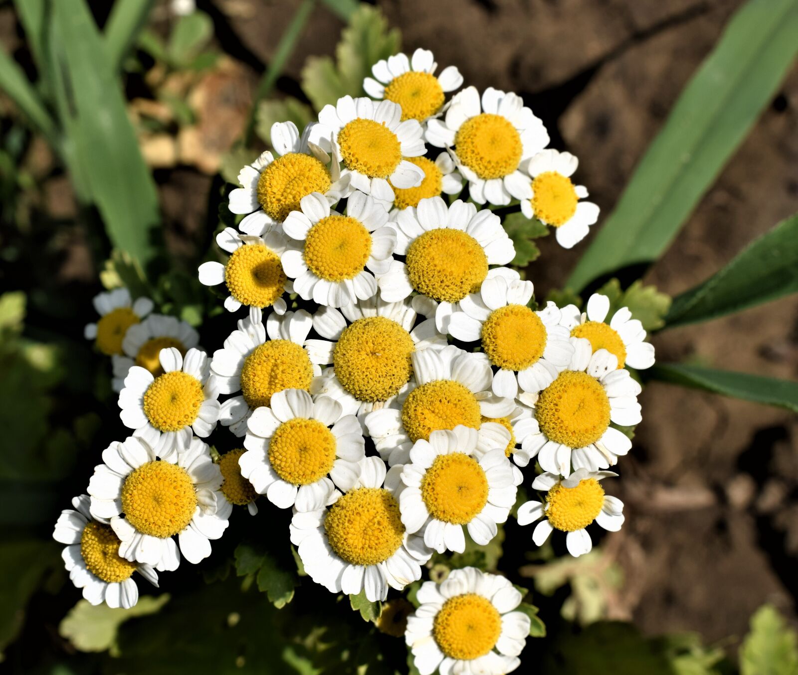 Nikon D3300 sample photo. Flora, plant, botany photography