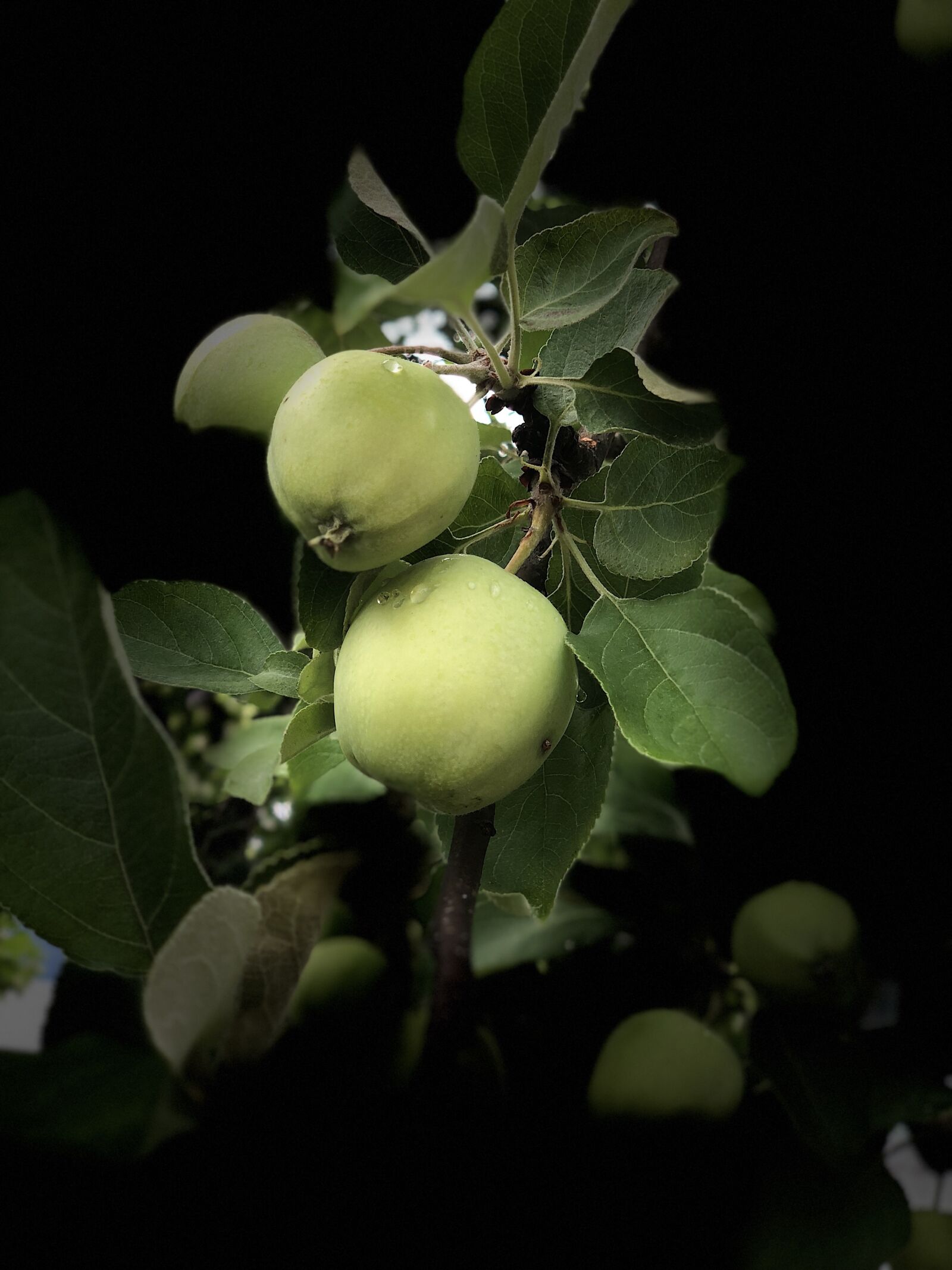 iPhone X back dual camera 6mm f/2.4 sample photo. Apple, fruits, healthy photography