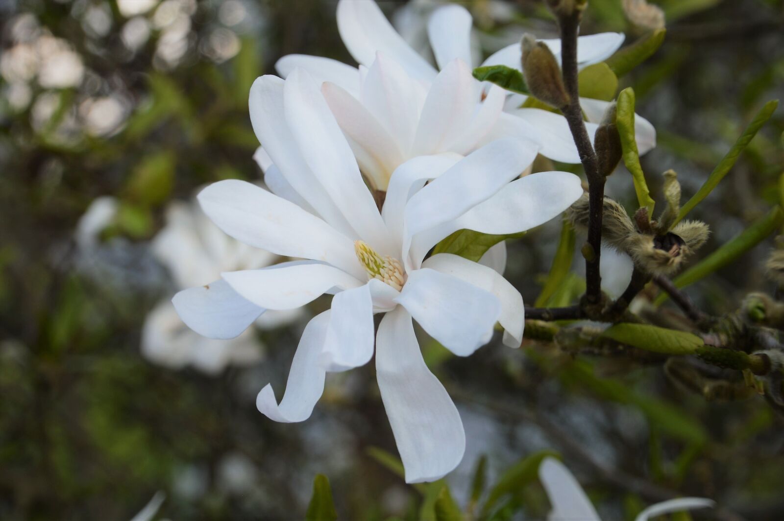 Nikon D3200 sample photo. Magnolia star, magnolia, flower photography