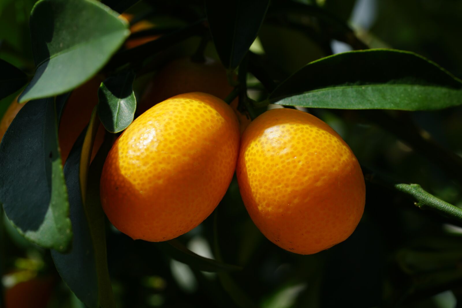 Sony a7R II sample photo. Kumquat, fruit, dwarf orange photography