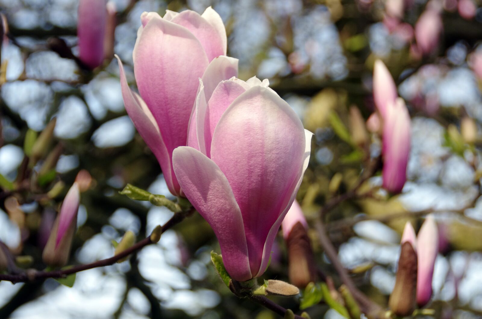 Pentax K-5 sample photo. Magnolia, soulangiana, nigra photography