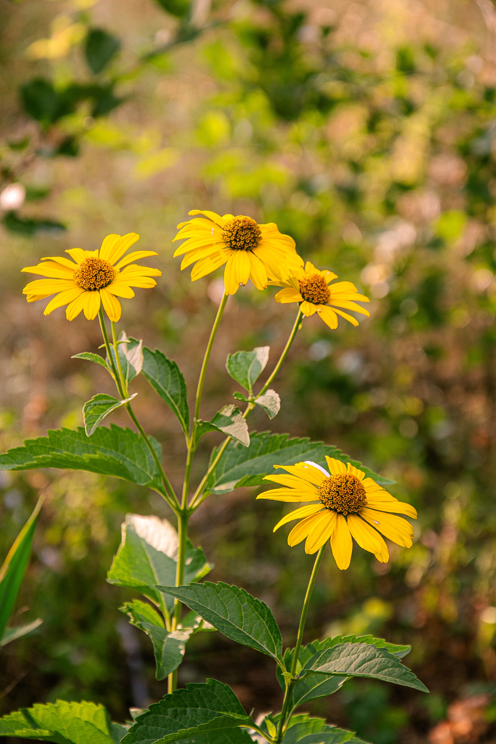 Nikon D750 sample photo