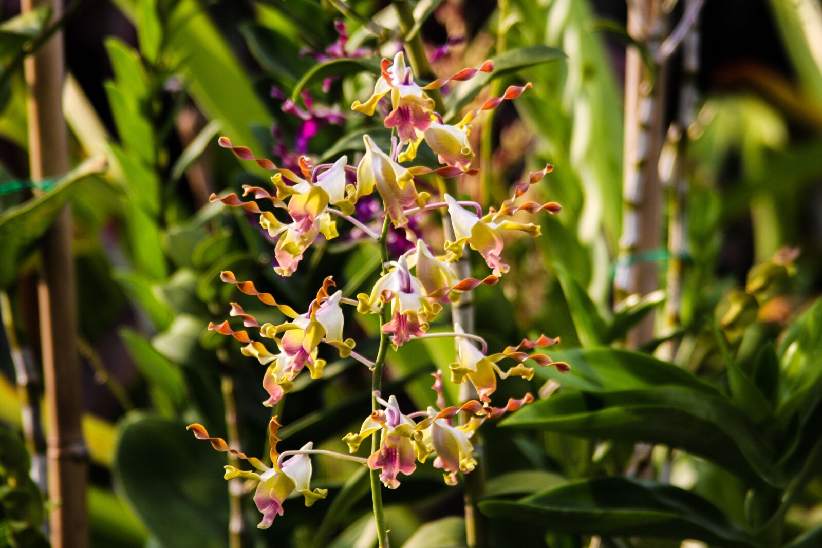 Canon EOS 40D sample photo. Flowers, colorful, nature photography
