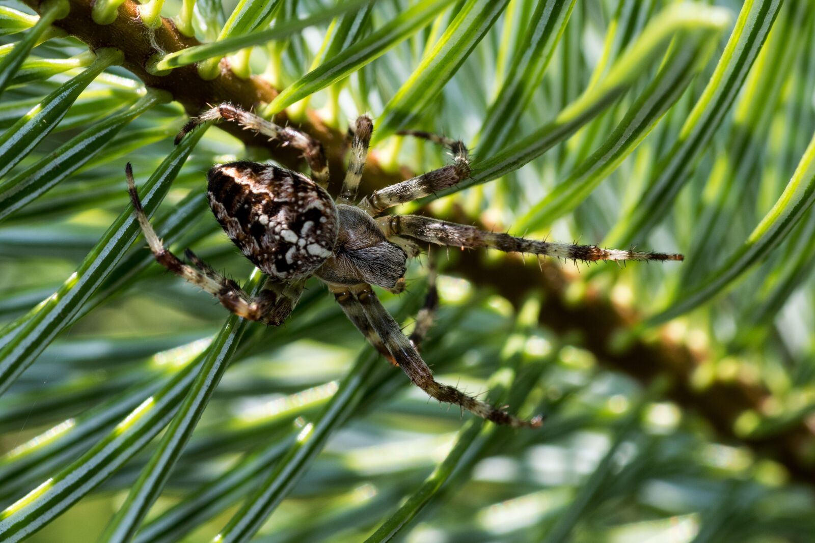 Canon EOS 7D Mark II sample photo. Spider, araneus, cobweb photography