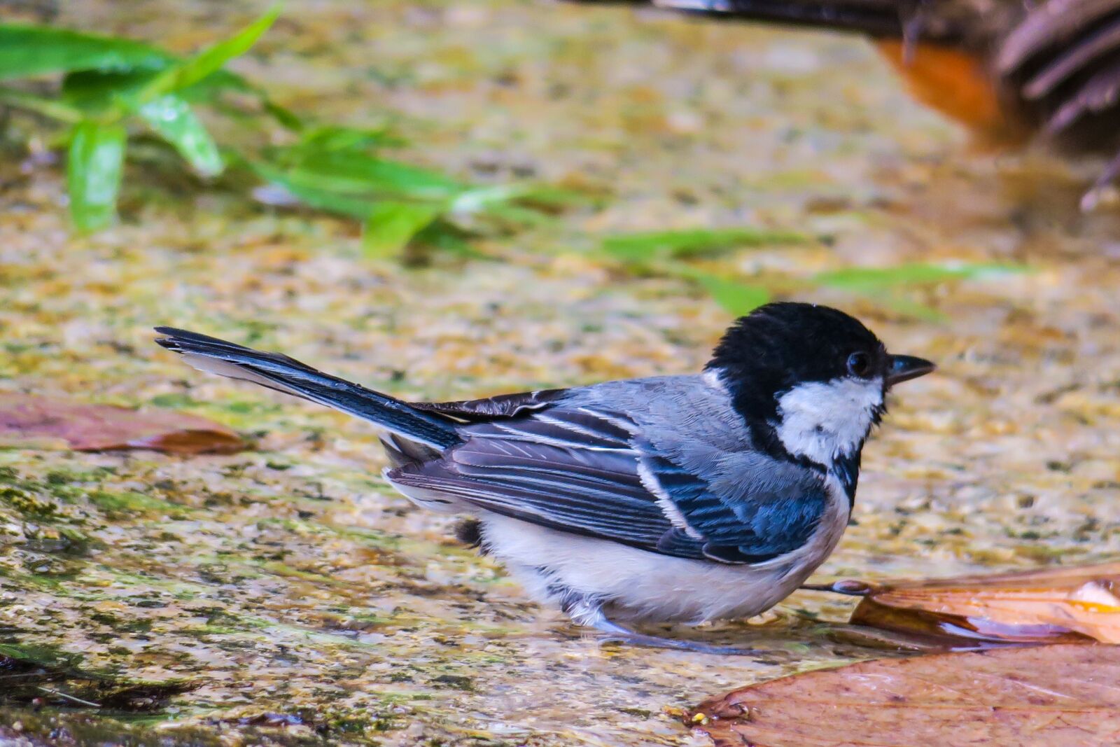 Canon PowerShot G3 X sample photo. 苍背山雀, nature, bird photography