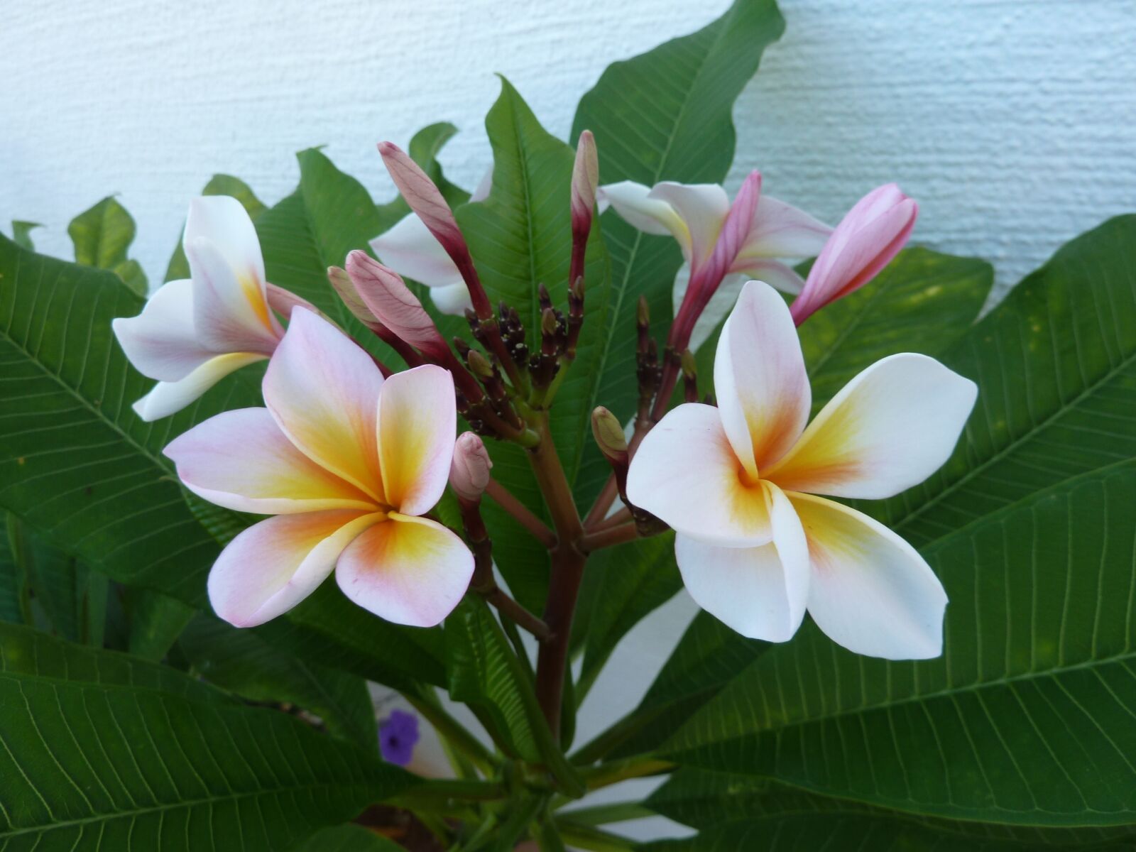 Panasonic Lumix DMC-ZS5 (Lumix DMC-TZ8) sample photo. Plumeria, frangipani, flower photography