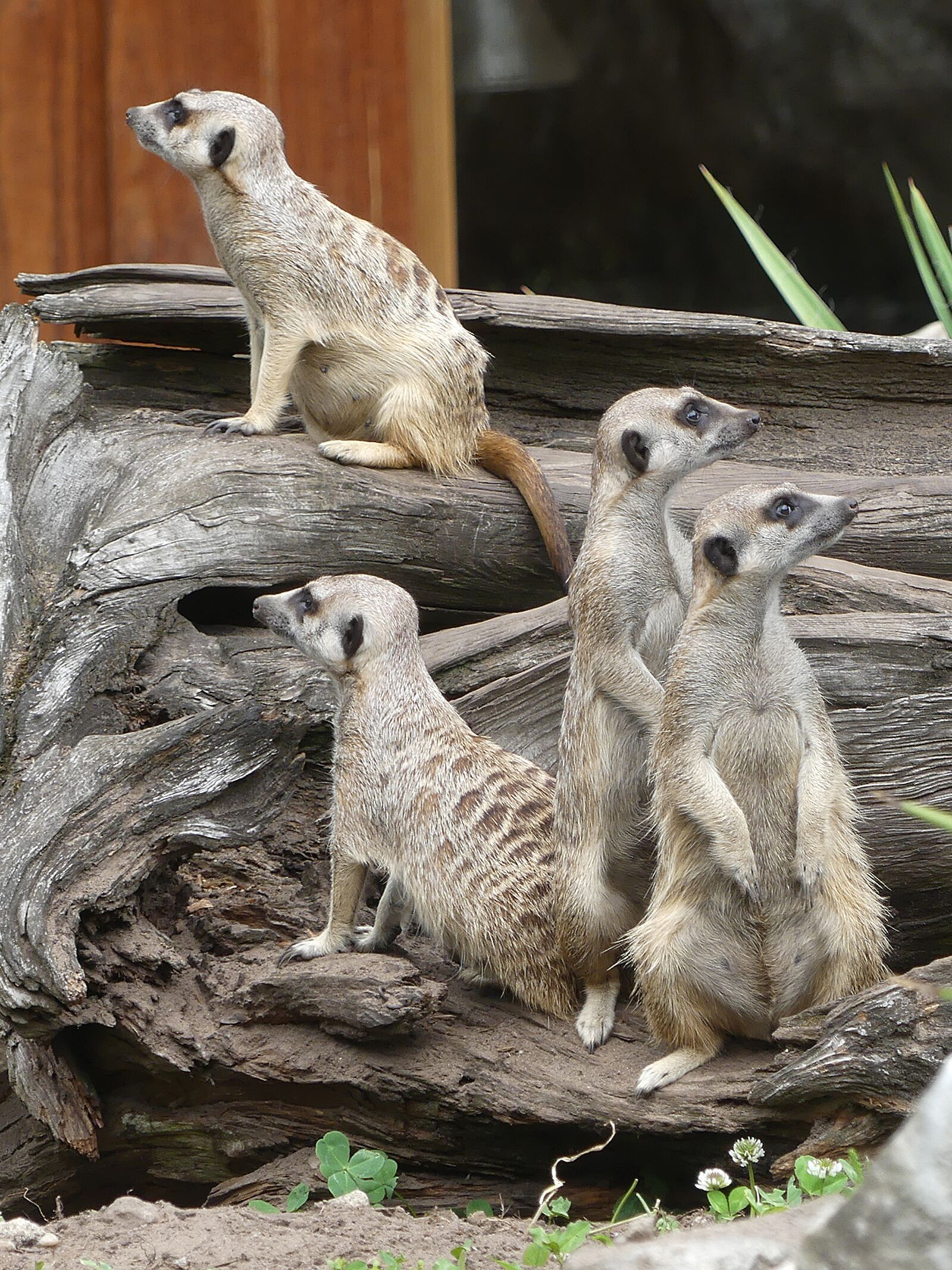 Panasonic Lumix DMC-FZ300 sample photo. Animals, meerkat, nature photography