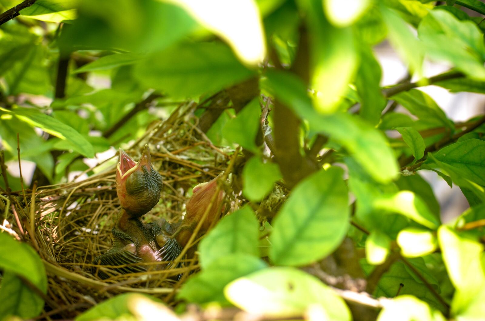 Nikon D7000 sample photo. Bird, nest, bird nest photography