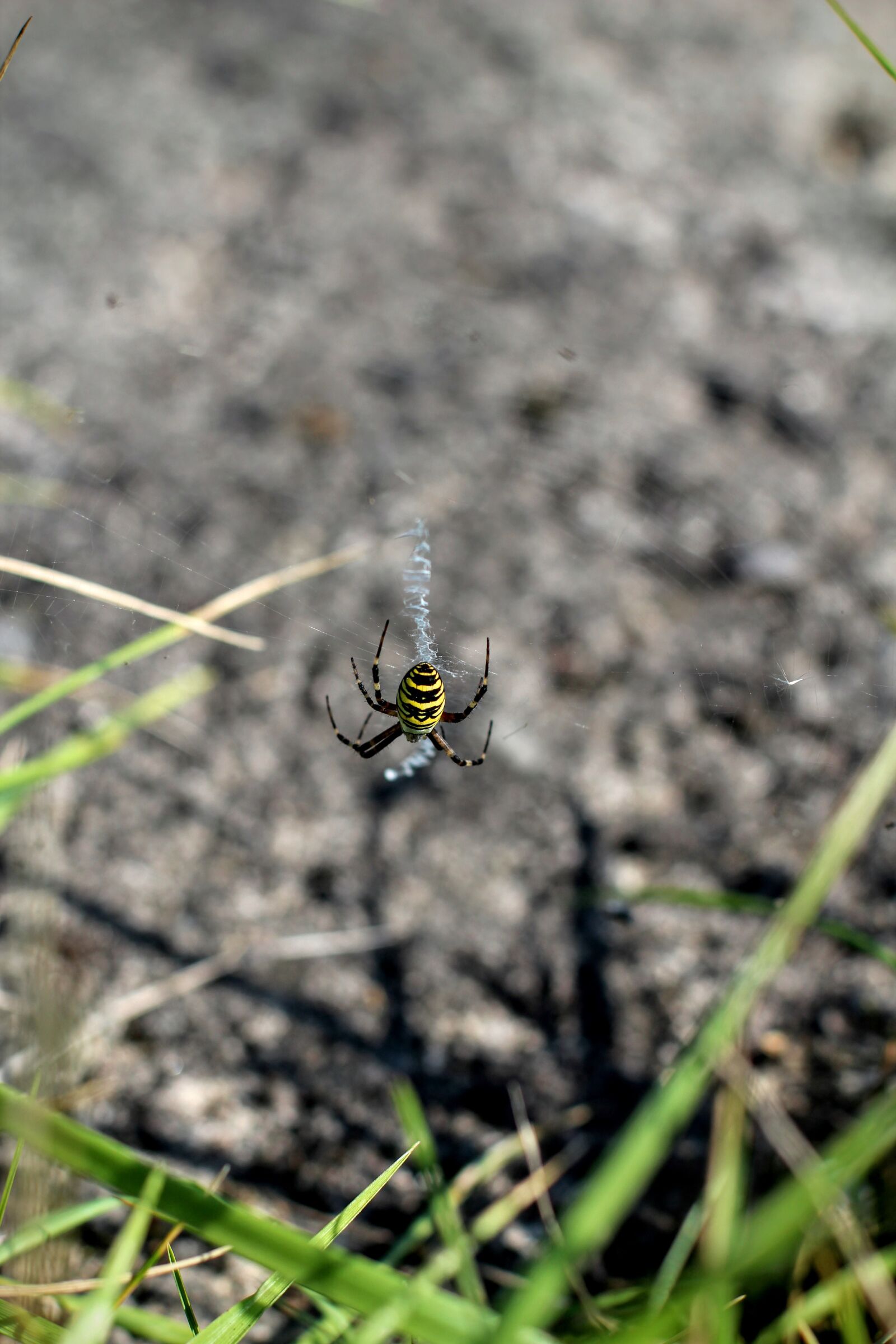 Canon EOS 600D (Rebel EOS T3i / EOS Kiss X5) + Canon EF 50mm F1.4 USM sample photo. Spider, black yellow, web photography