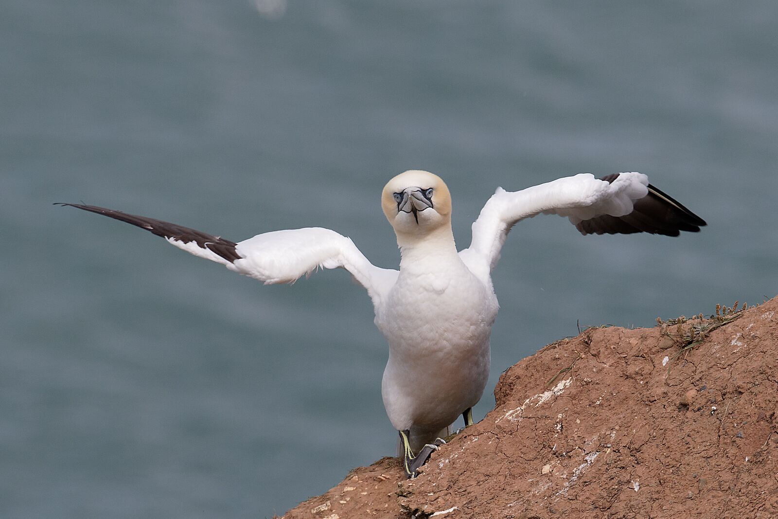 Canon EOS 7D Mark II sample photo. Gannet, wildlife, birdwatching photography
