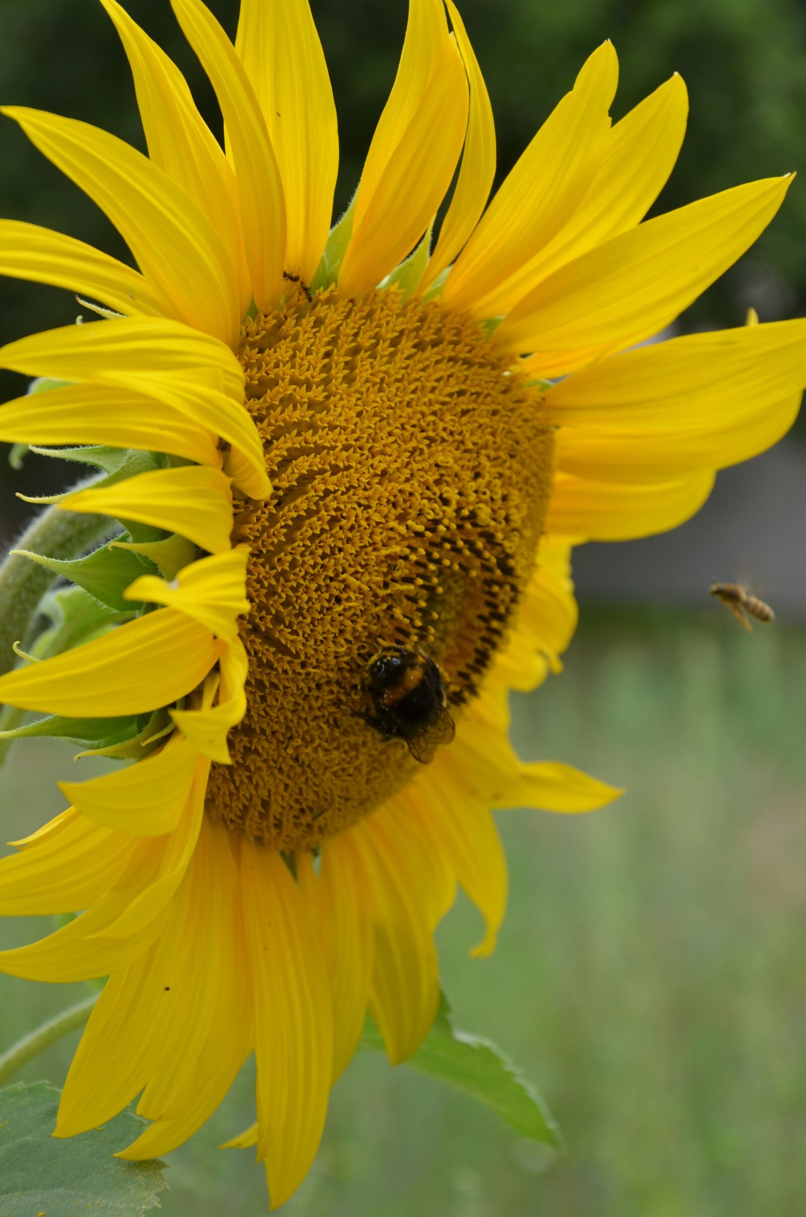 Nikon D5100 sample photo. Sunflower, insect, nature photography