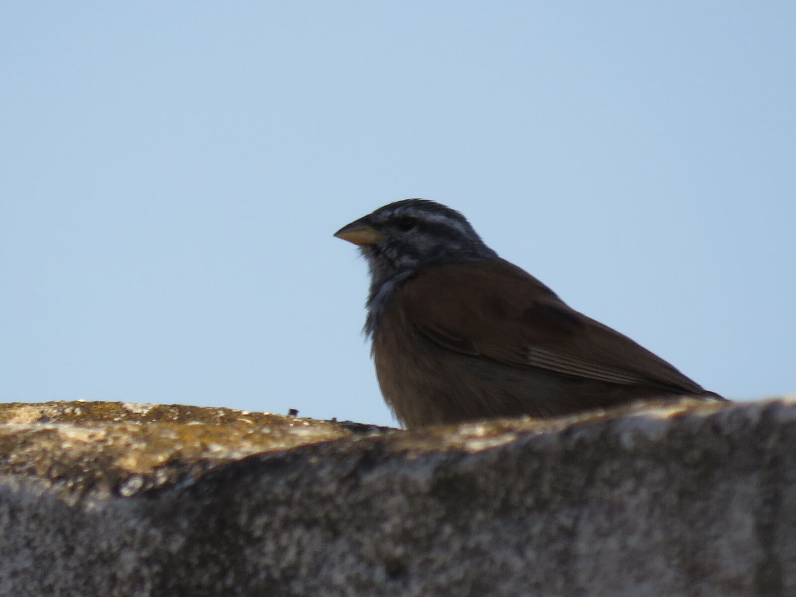 Canon PowerShot SX60 HS sample photo. The, birds photography