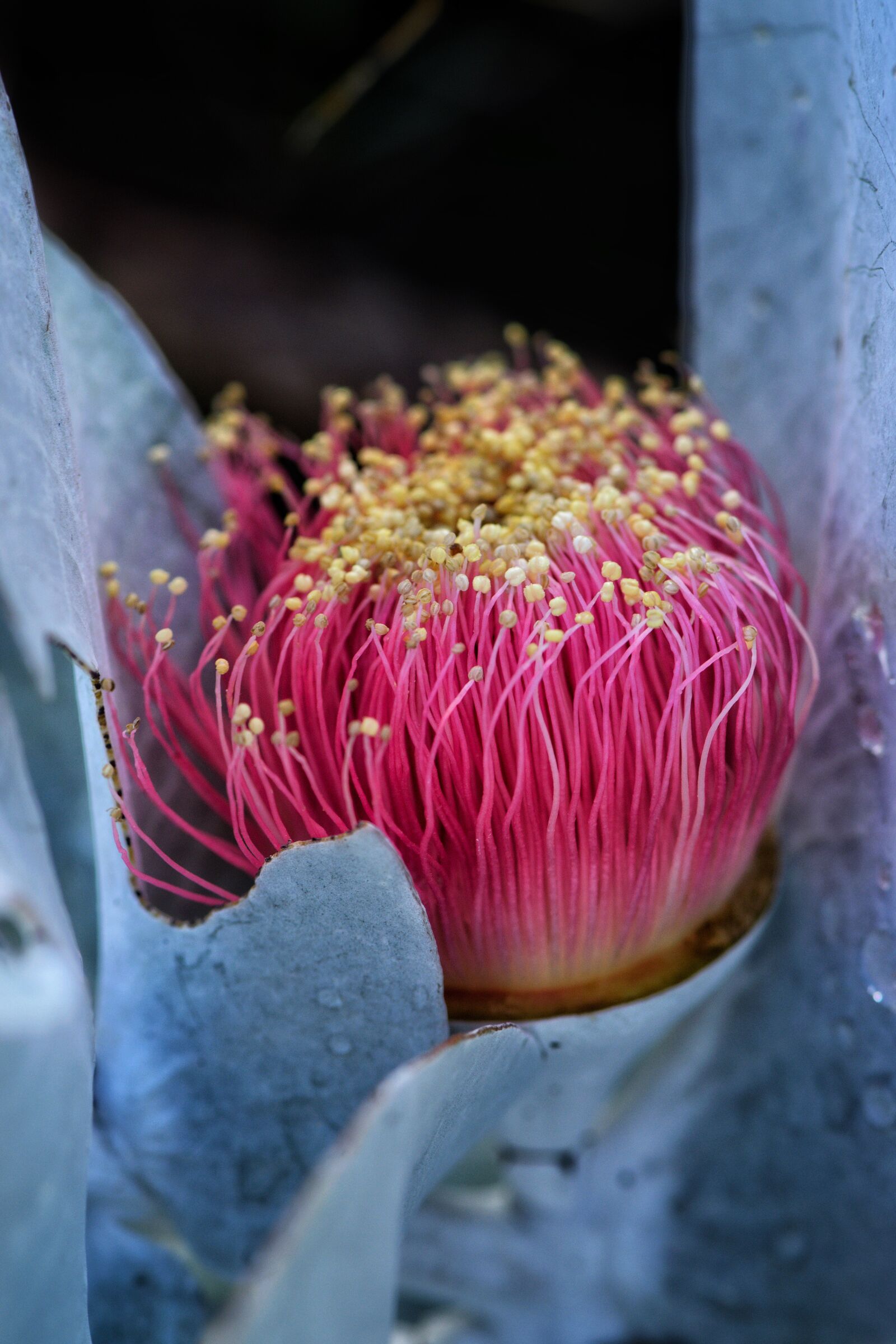Nikon D3300 sample photo. Red, flower, australia photography