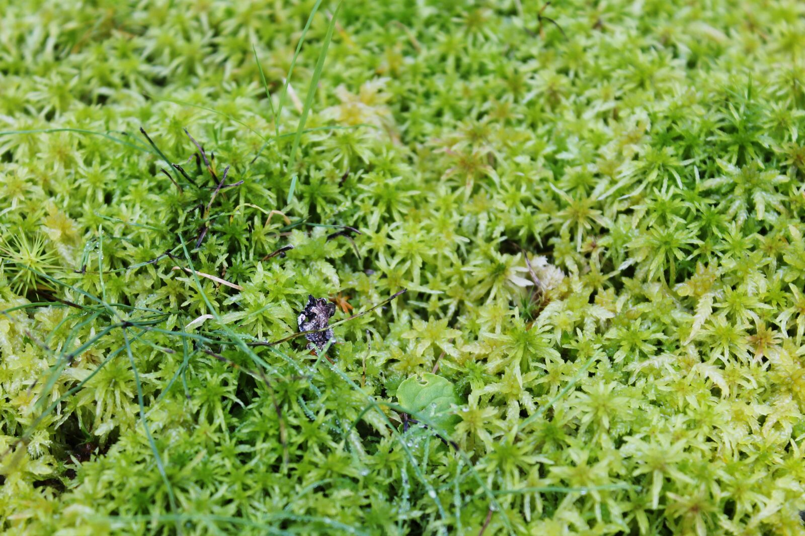 Canon EOS 1100D (EOS Rebel T3 / EOS Kiss X50) + Canon EF-S 18-55mm F3.5-5.6 III sample photo. Moss, peat, sphagnum photography