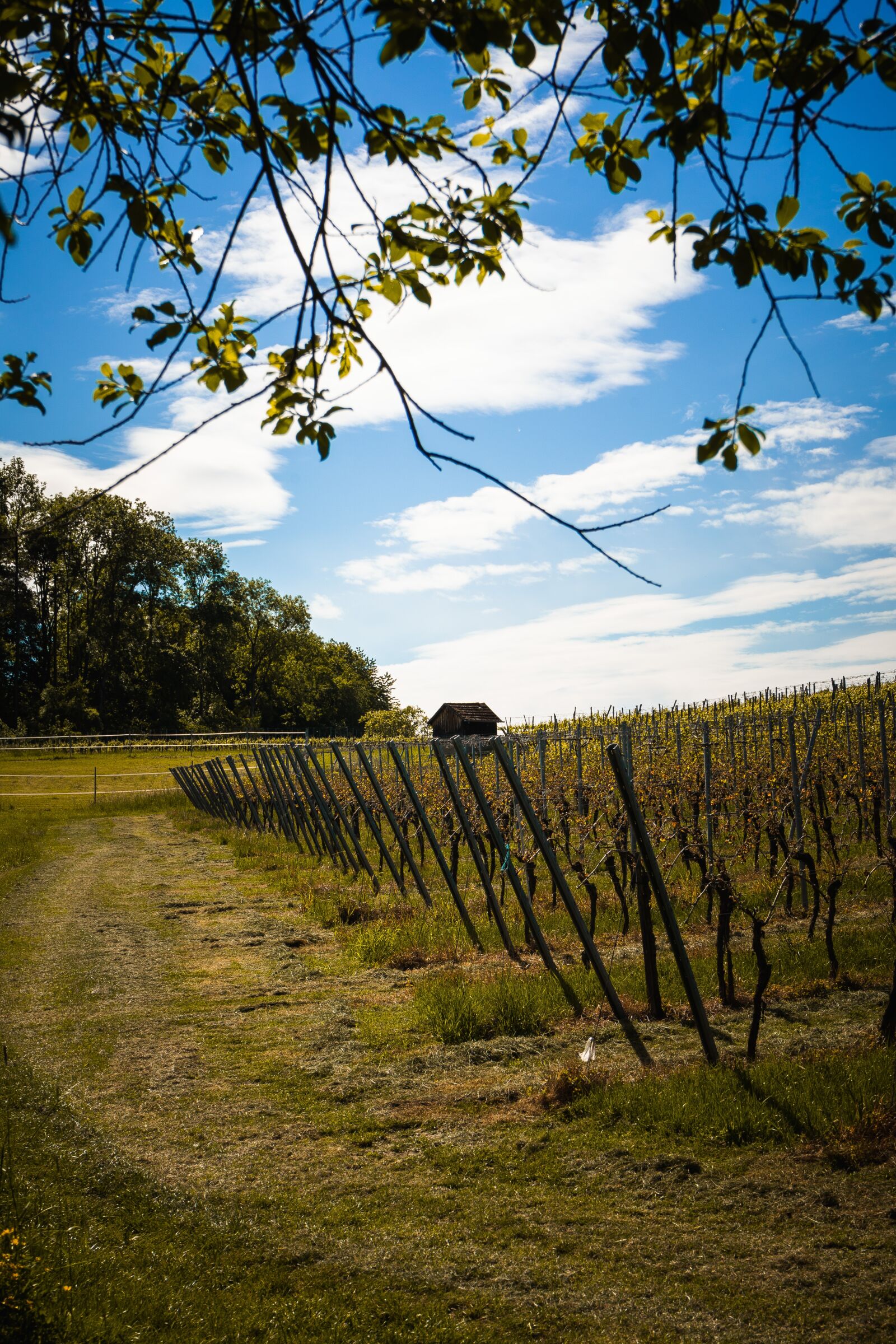 Sony a7 II + Sony FE 28-70mm F3.5-5.6 OSS sample photo. Landscape, nature, forest photography
