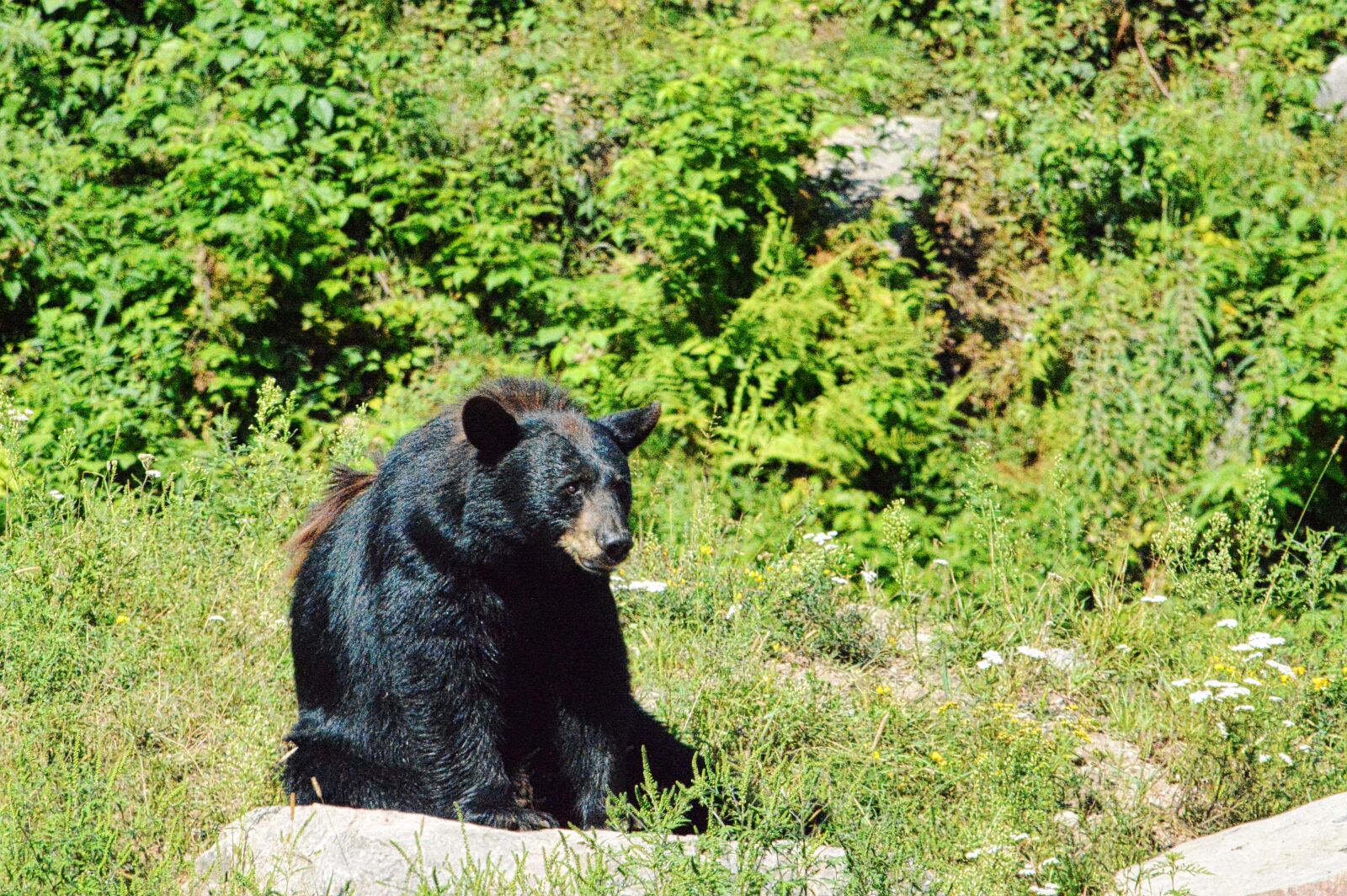 Nikon D3200 sample photo. Bear, québec, canada photography