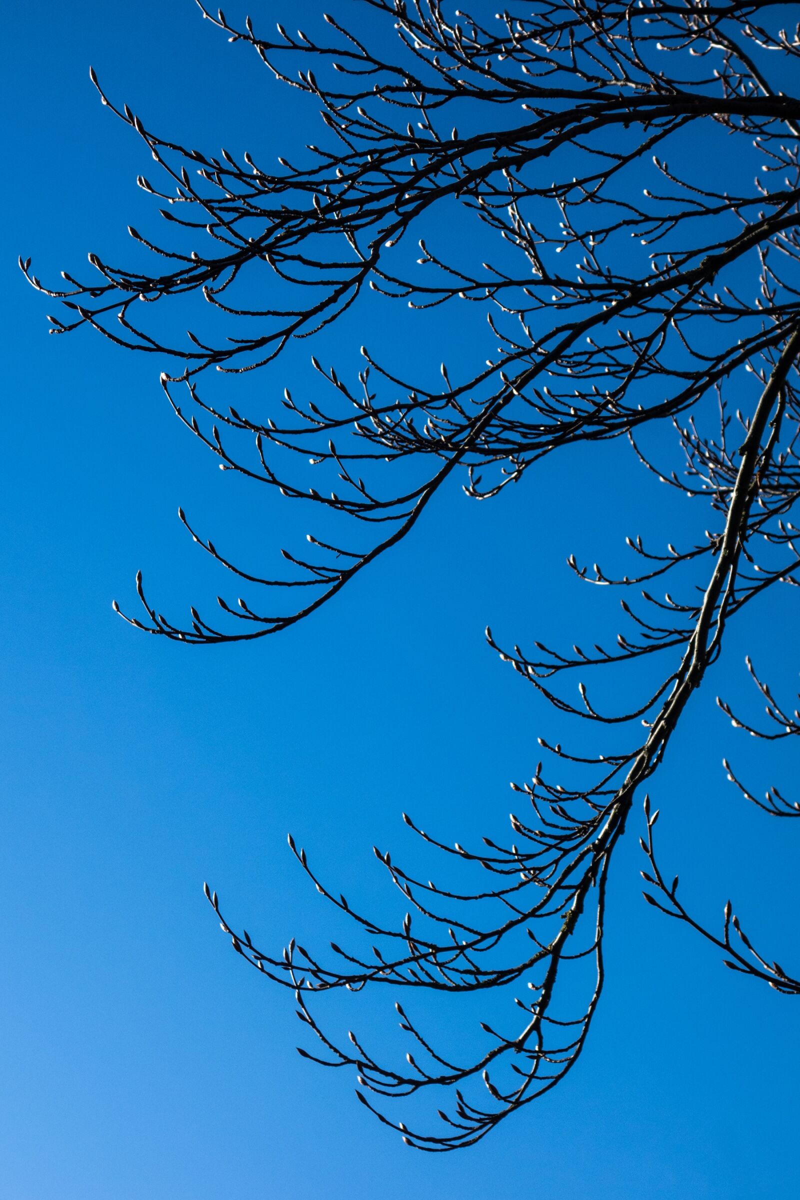 Sony Cyber-shot DSC-RX100 sample photo. Nature, desktop, sky photography