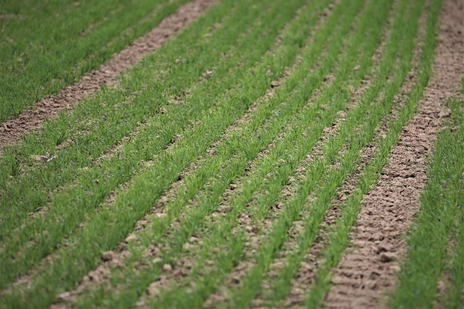 Canon EF 70-300 F4-5.6 IS II USM sample photo. Young wheat in october photography