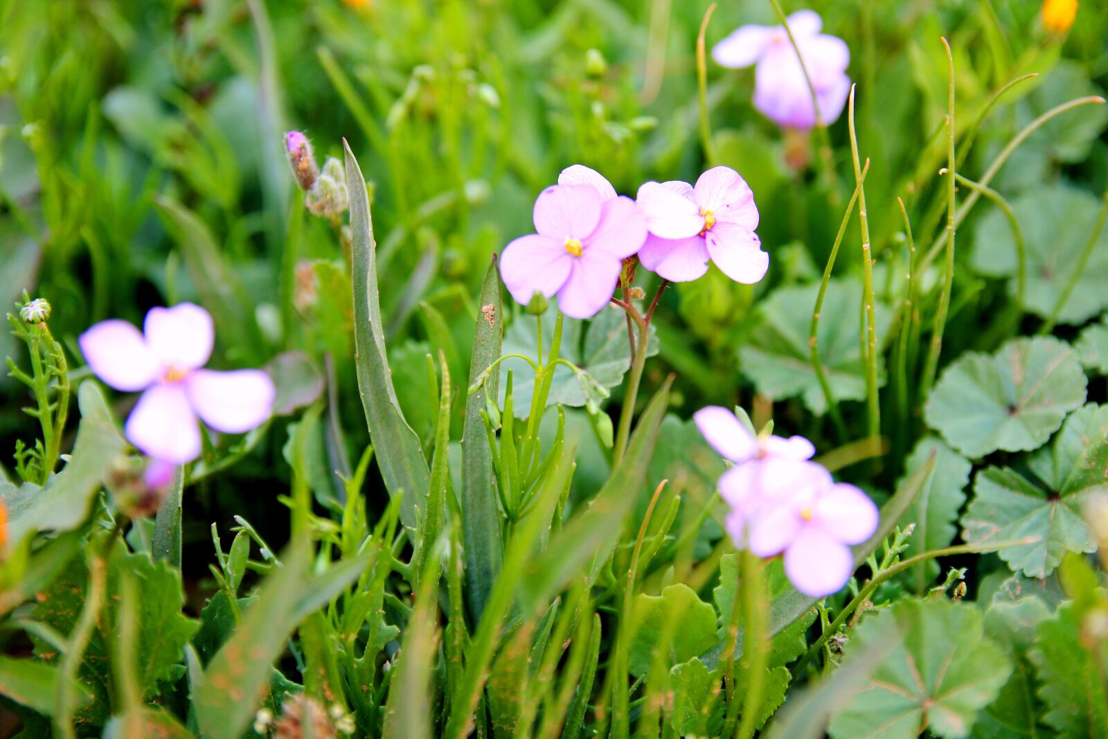 Canon EOS 550D (EOS Rebel T2i / EOS Kiss X4) sample photo. Flowers, nature, spring photography