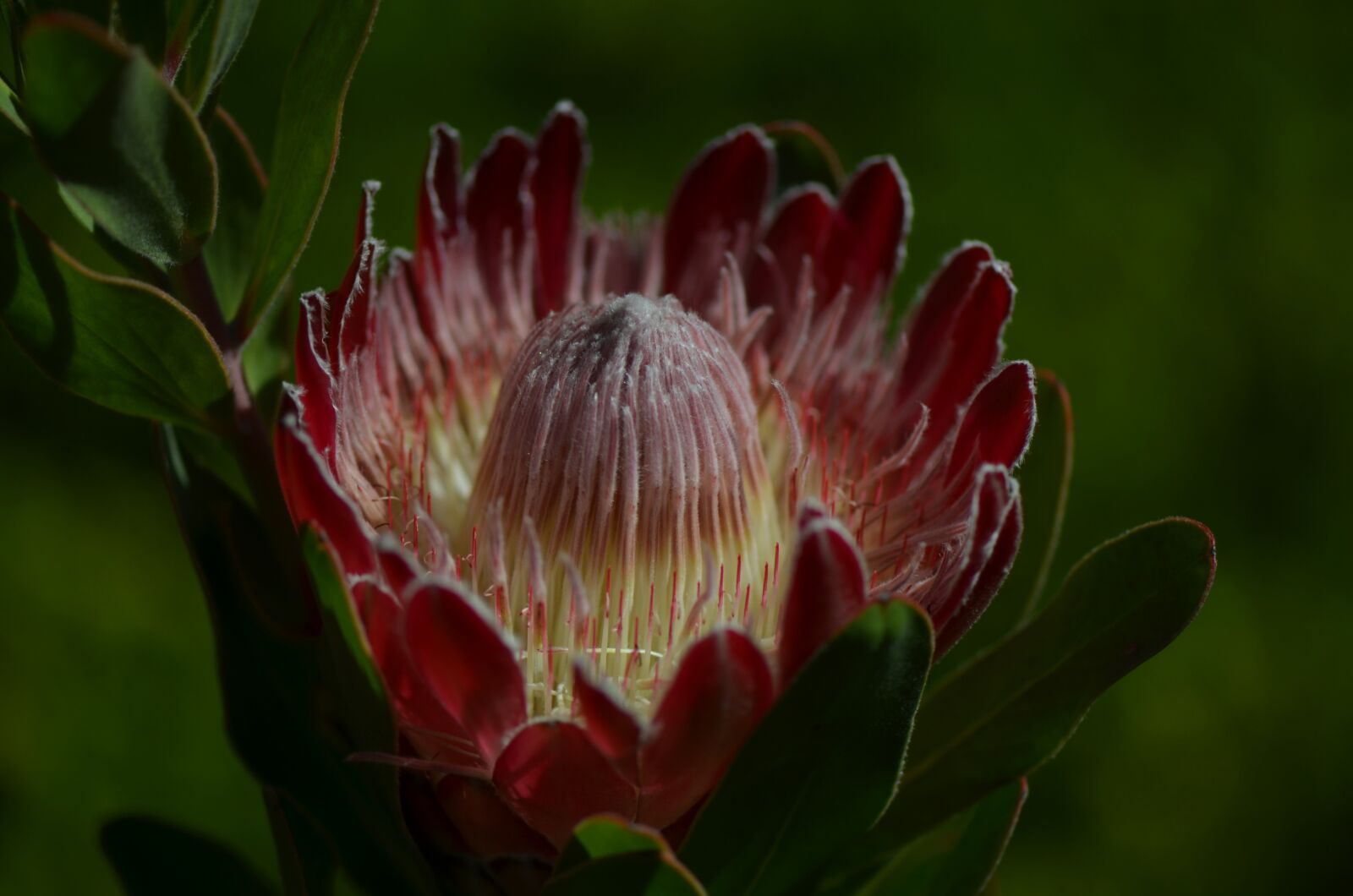 Nikon D7000 sample photo. Flower, waratah, flora photography